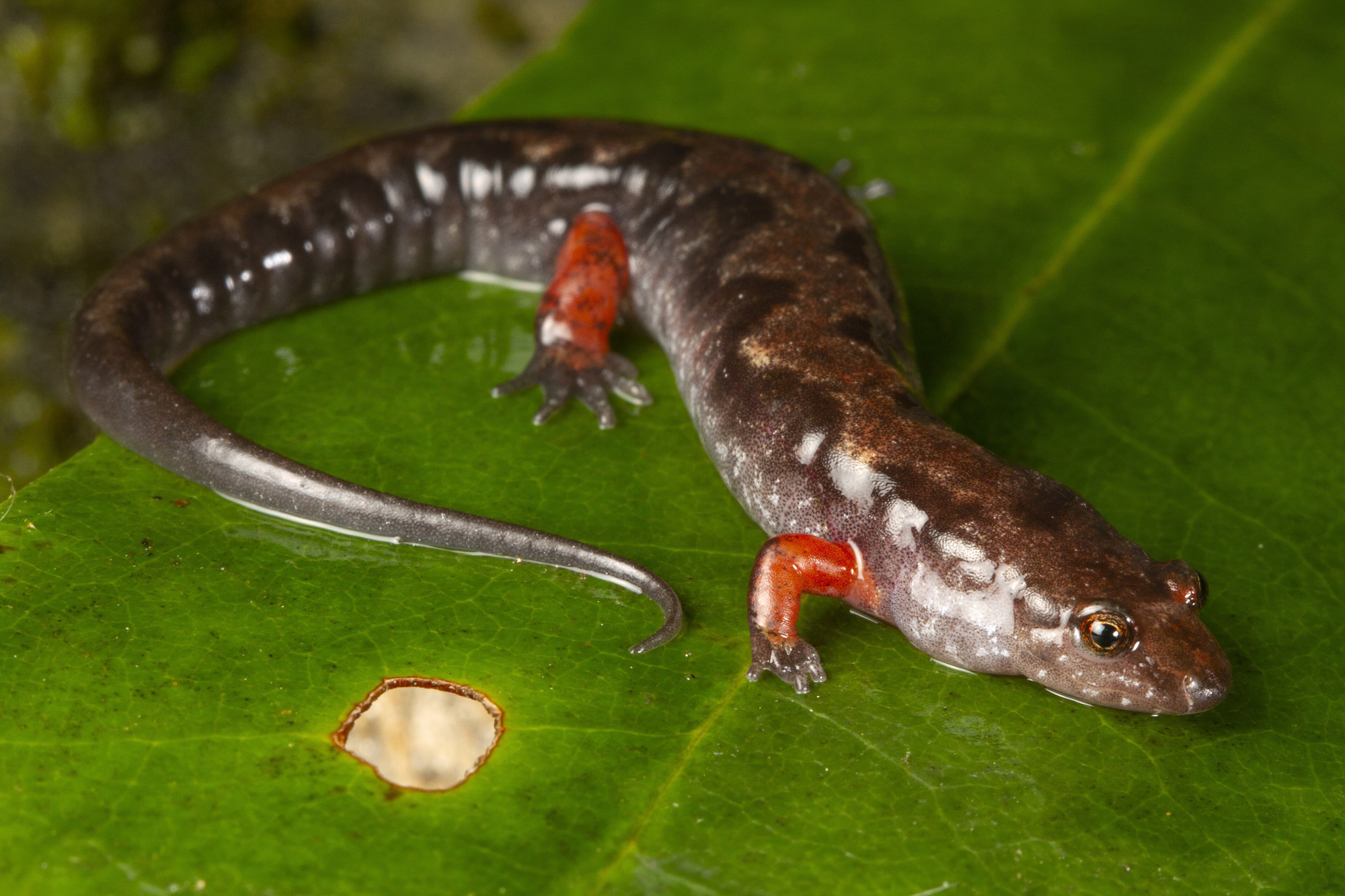 An Ocoee salamander on a green leaf, dark brown with pale flecks along its sides and bright red legs.