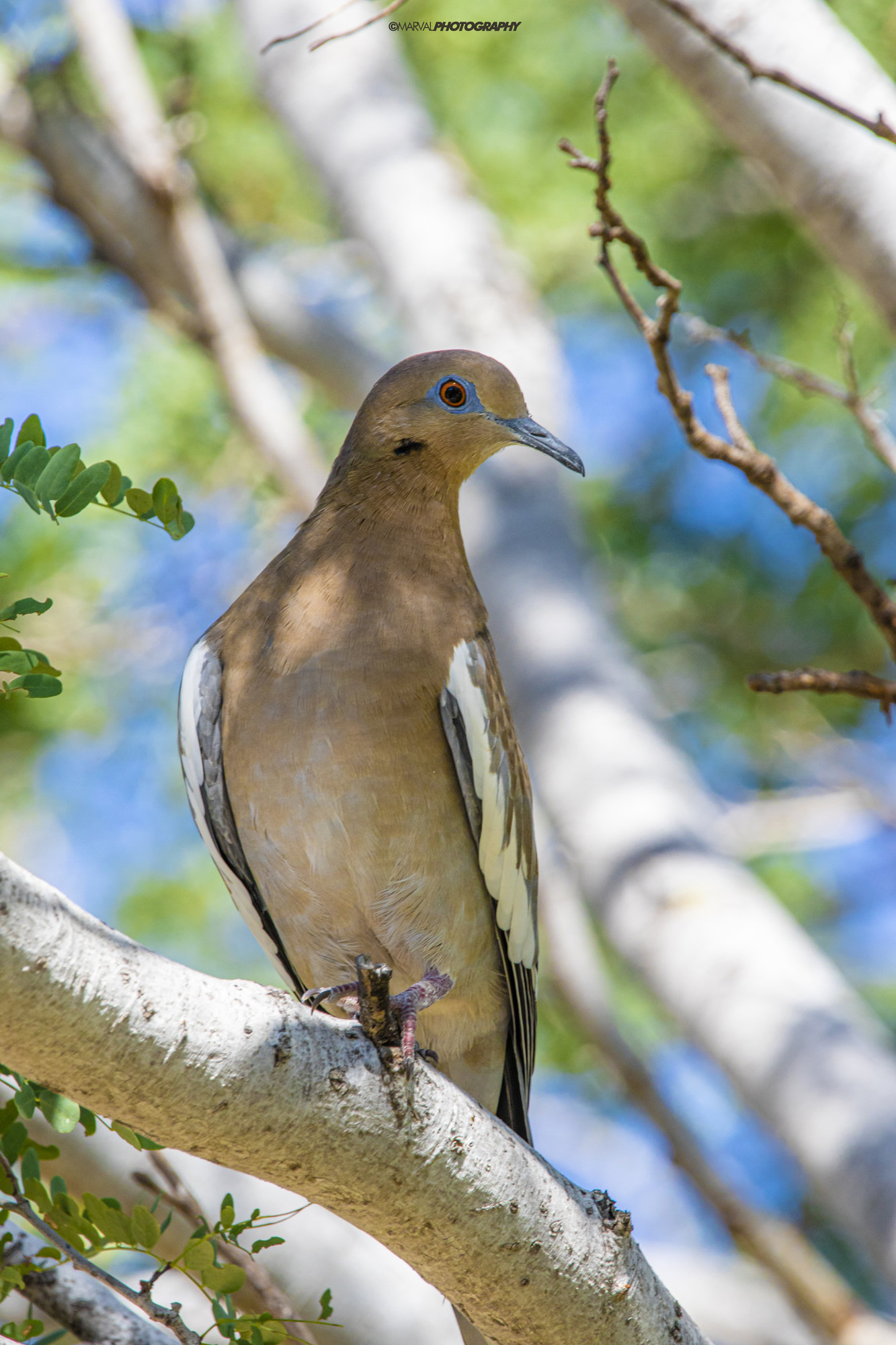 A white-winged dove perched in a pale-barked tree, the white stripe along its folded wing and blue skin around its eye showing.