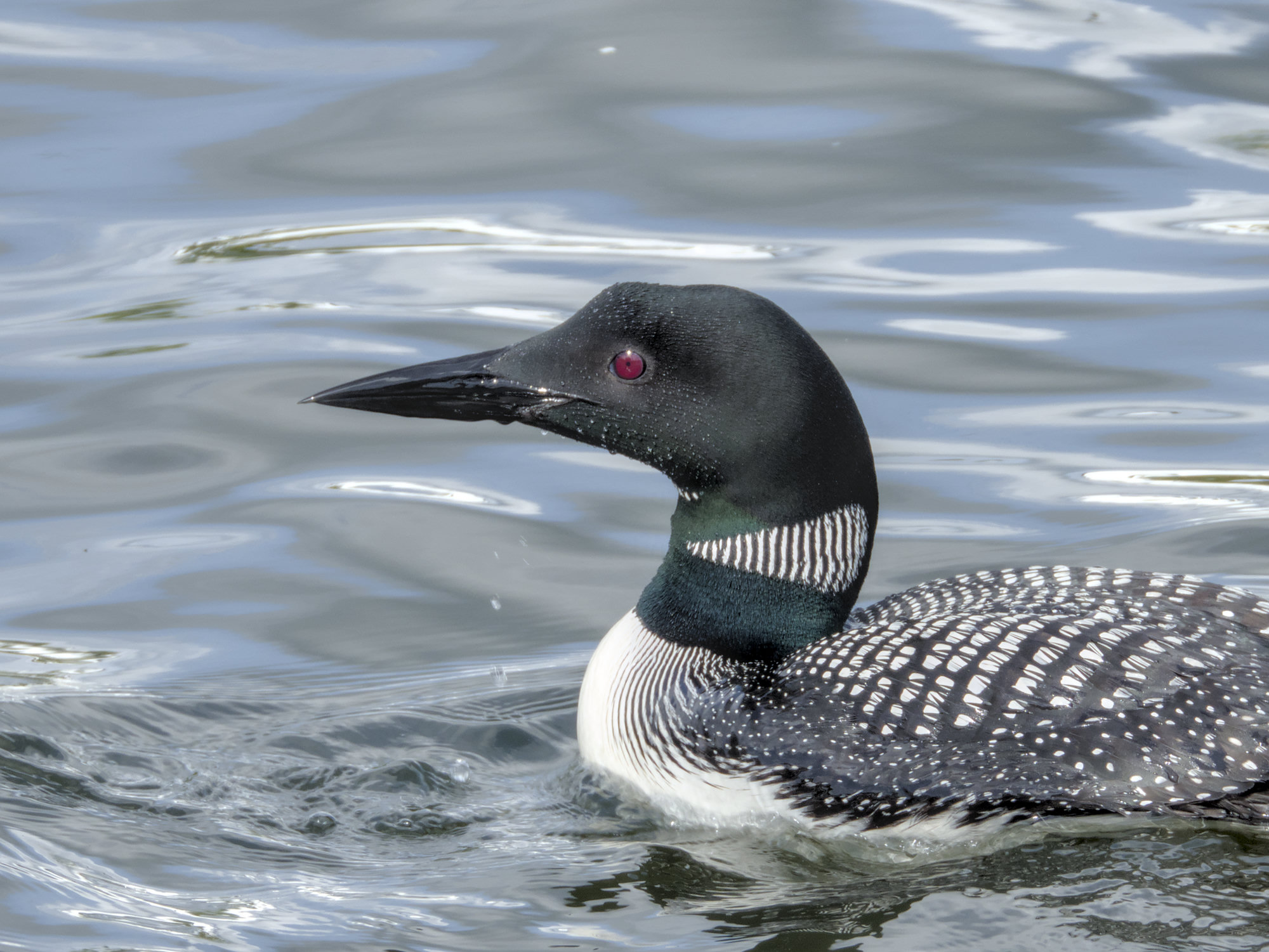 A common loon in breeding plumage swimming, its black head, red eye and striped white necklace sharp.