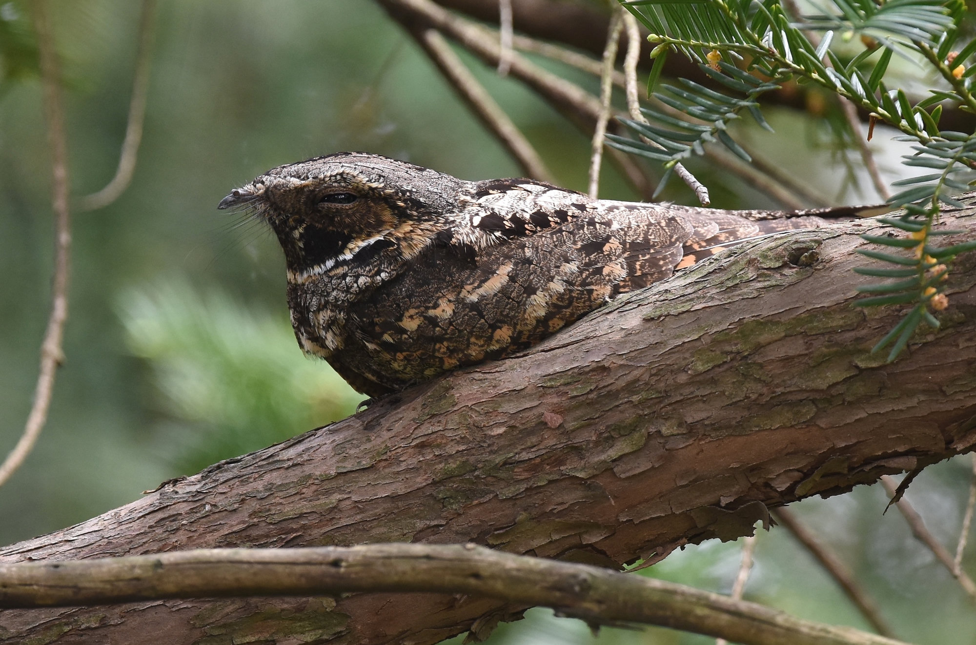 An eastern whip-poor-will resting along a mossy branch, its grey-brown mottled feathers blending with the bark.