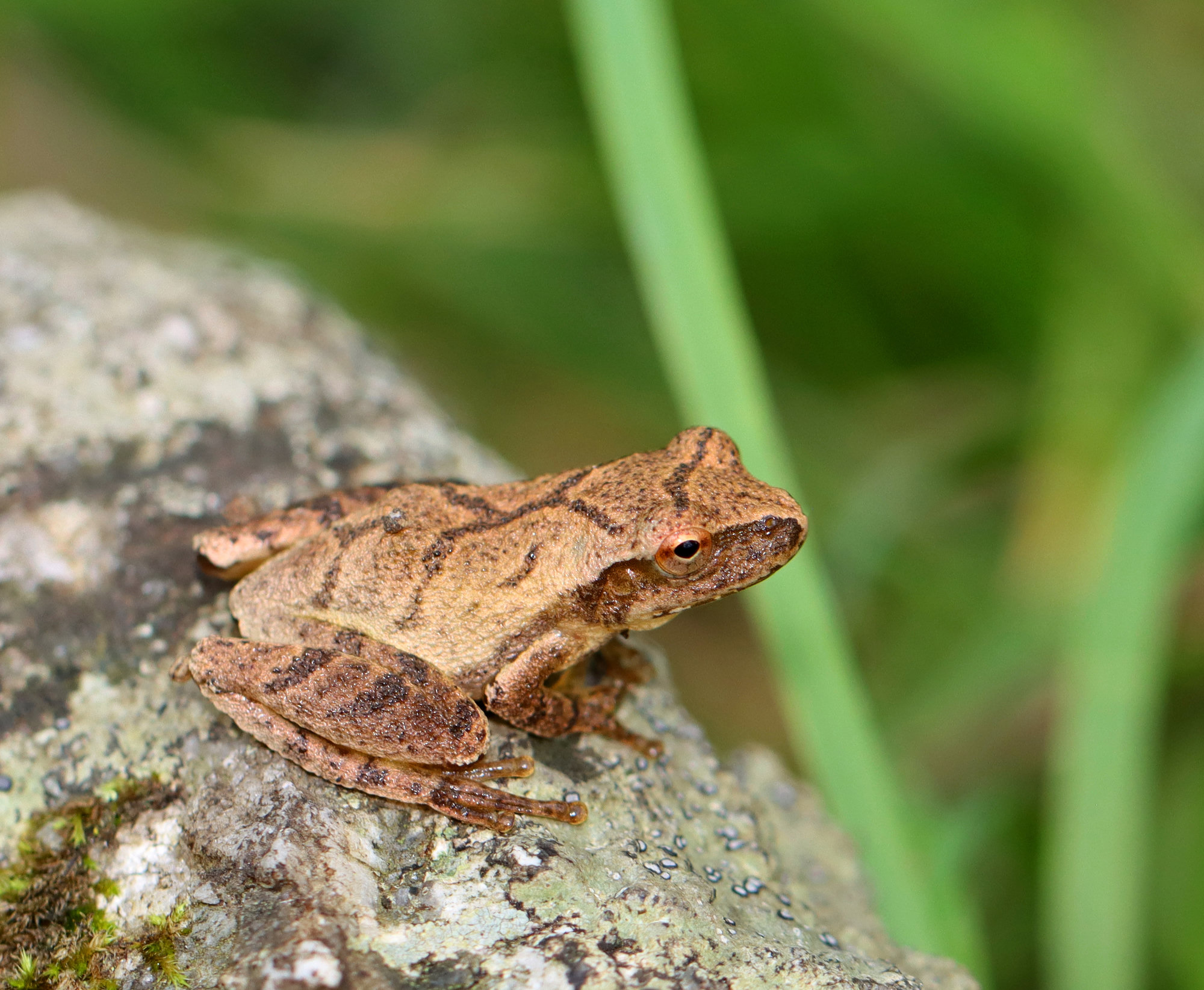 A spring peeper on a mossy rock, small and tan, with a dark X-shaped mark across its back.