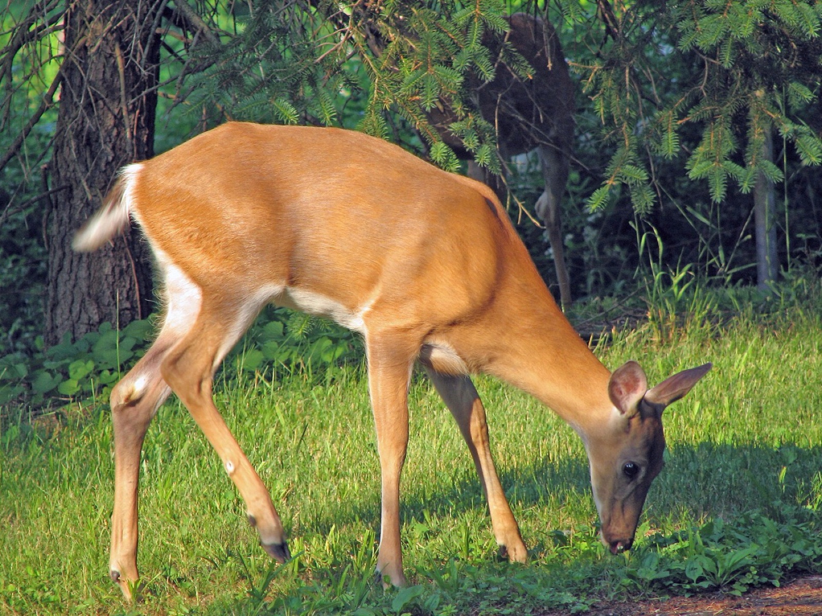 An adult white-tailed doe grazing at a woodland edge, her whole body in view on long slender legs.