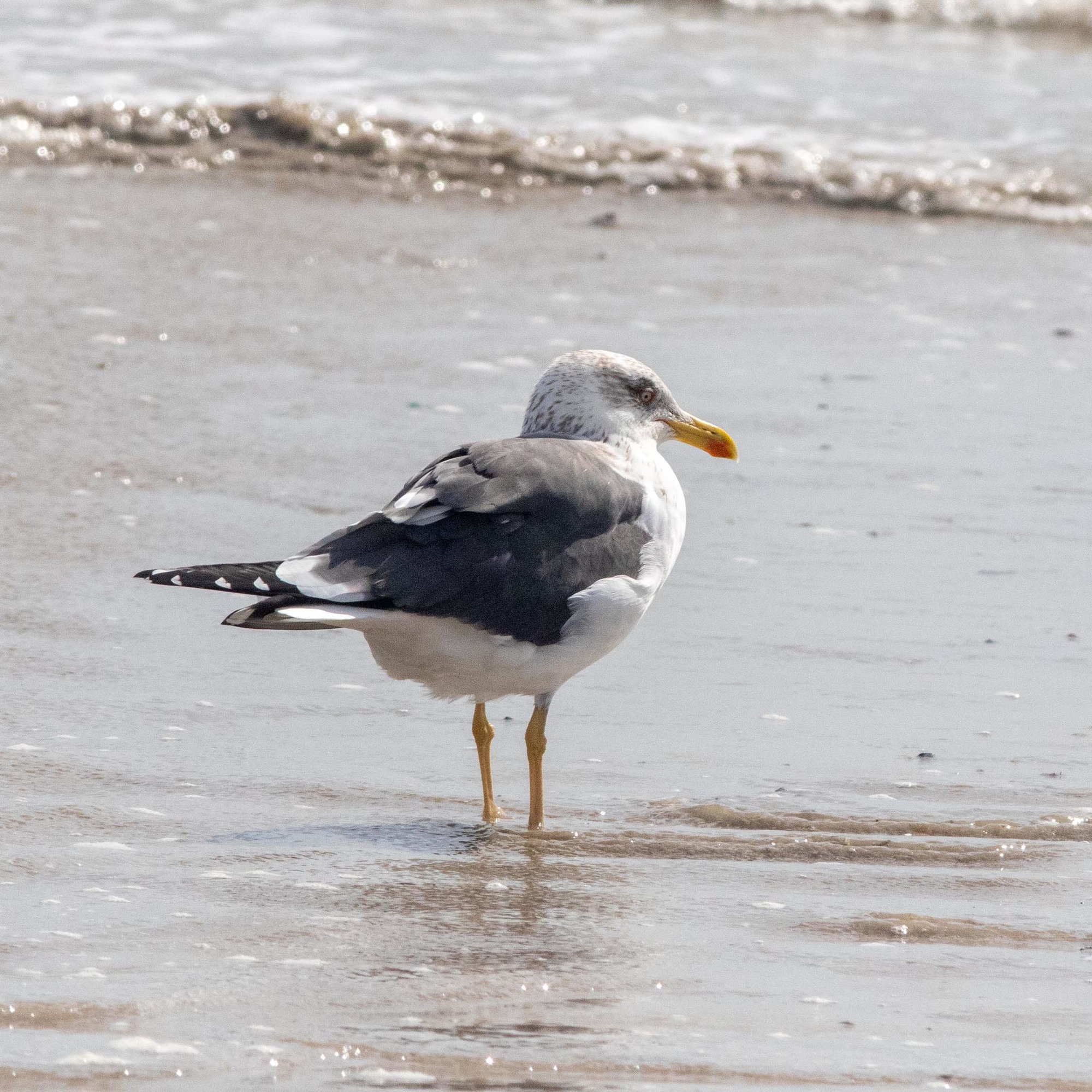A lesser black-backed gull standing at the water's edge on a beach, its slate-grey back and yellow legs showing.