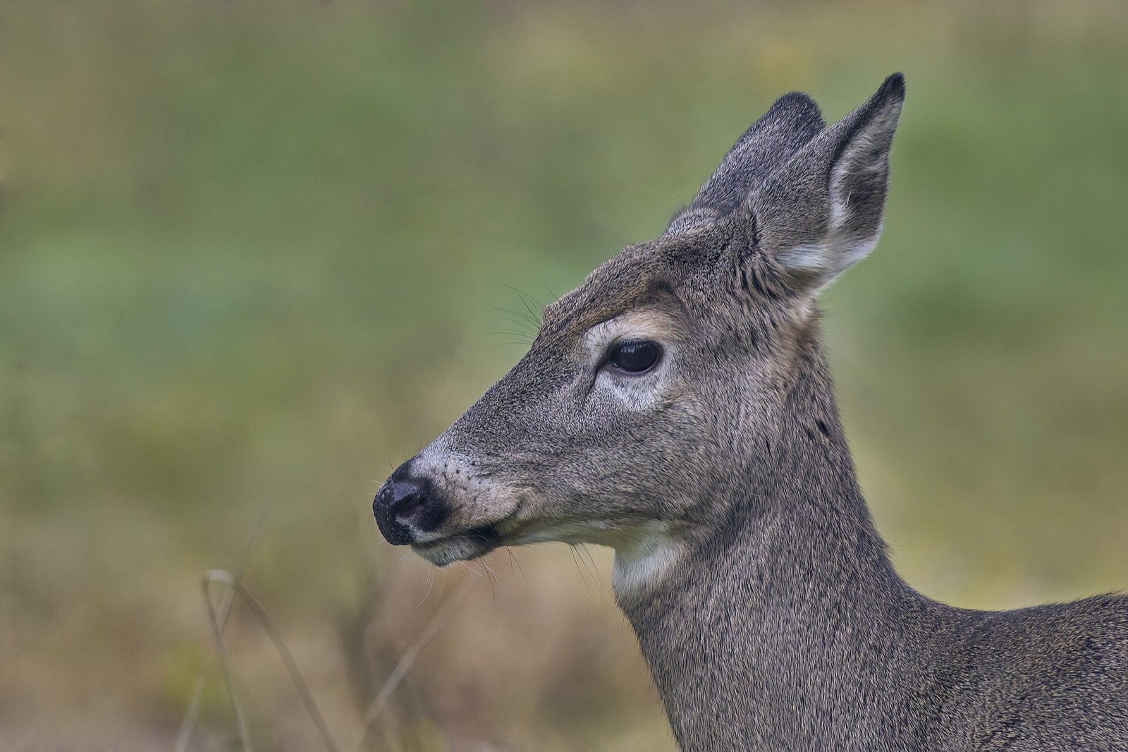 A white-tailed deer's head and neck in profile against blurred green, one ear turned back.