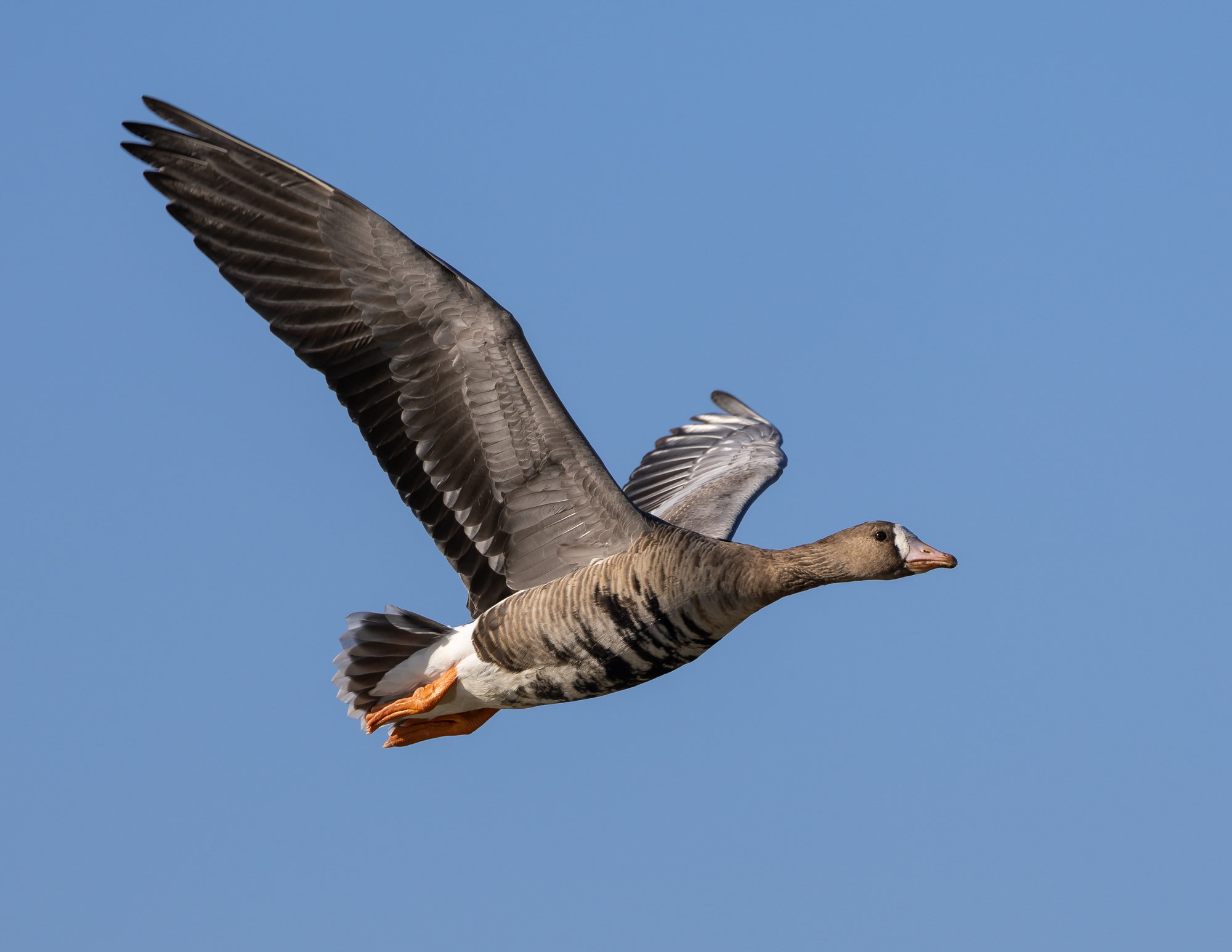 A greater white-fronted goose in flight against a blue sky, its orange legs tucked and white face patch showing.