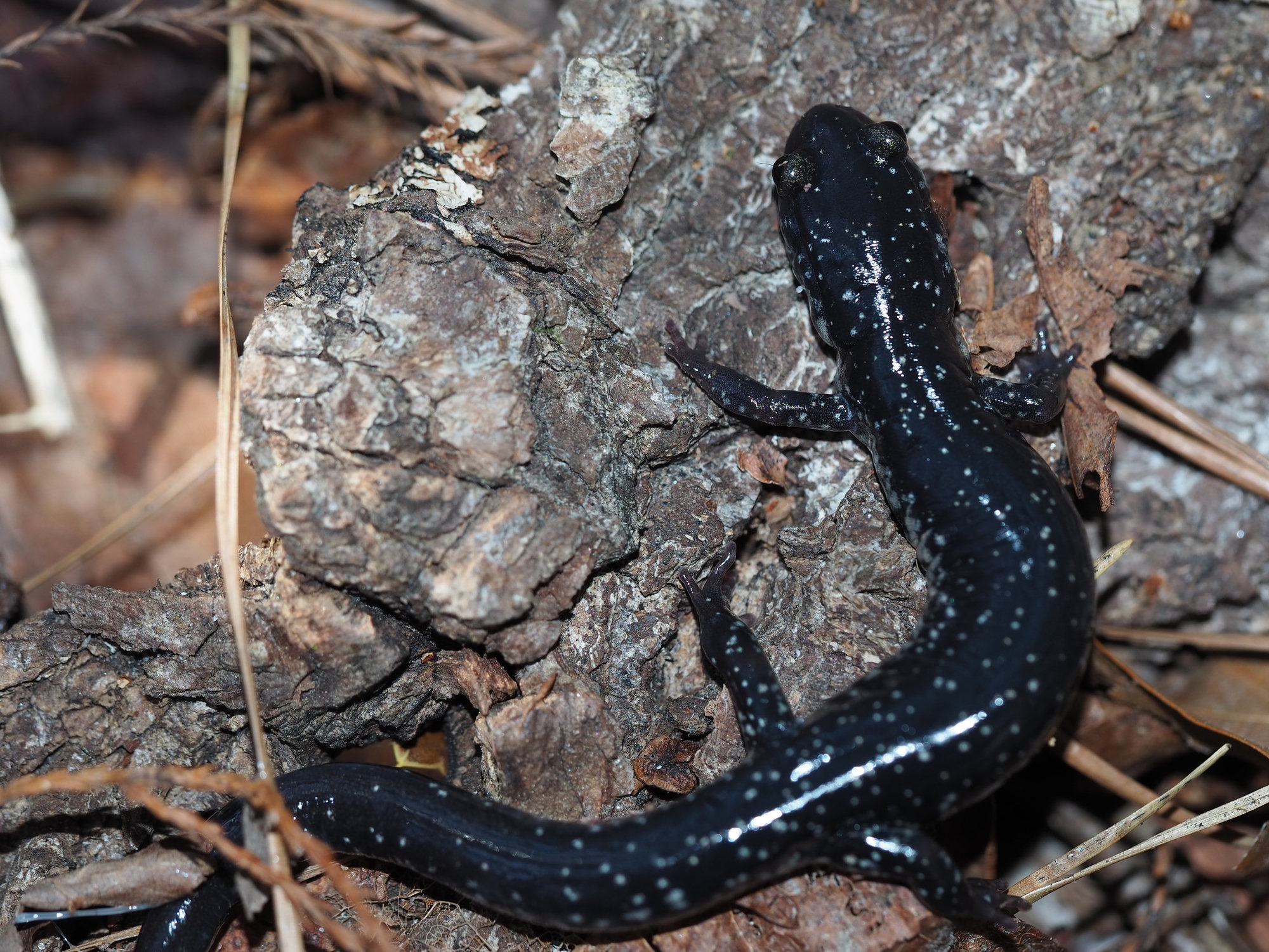 An Atlantic coast slimy salamander on bark, glossy black flecked with small white spots.