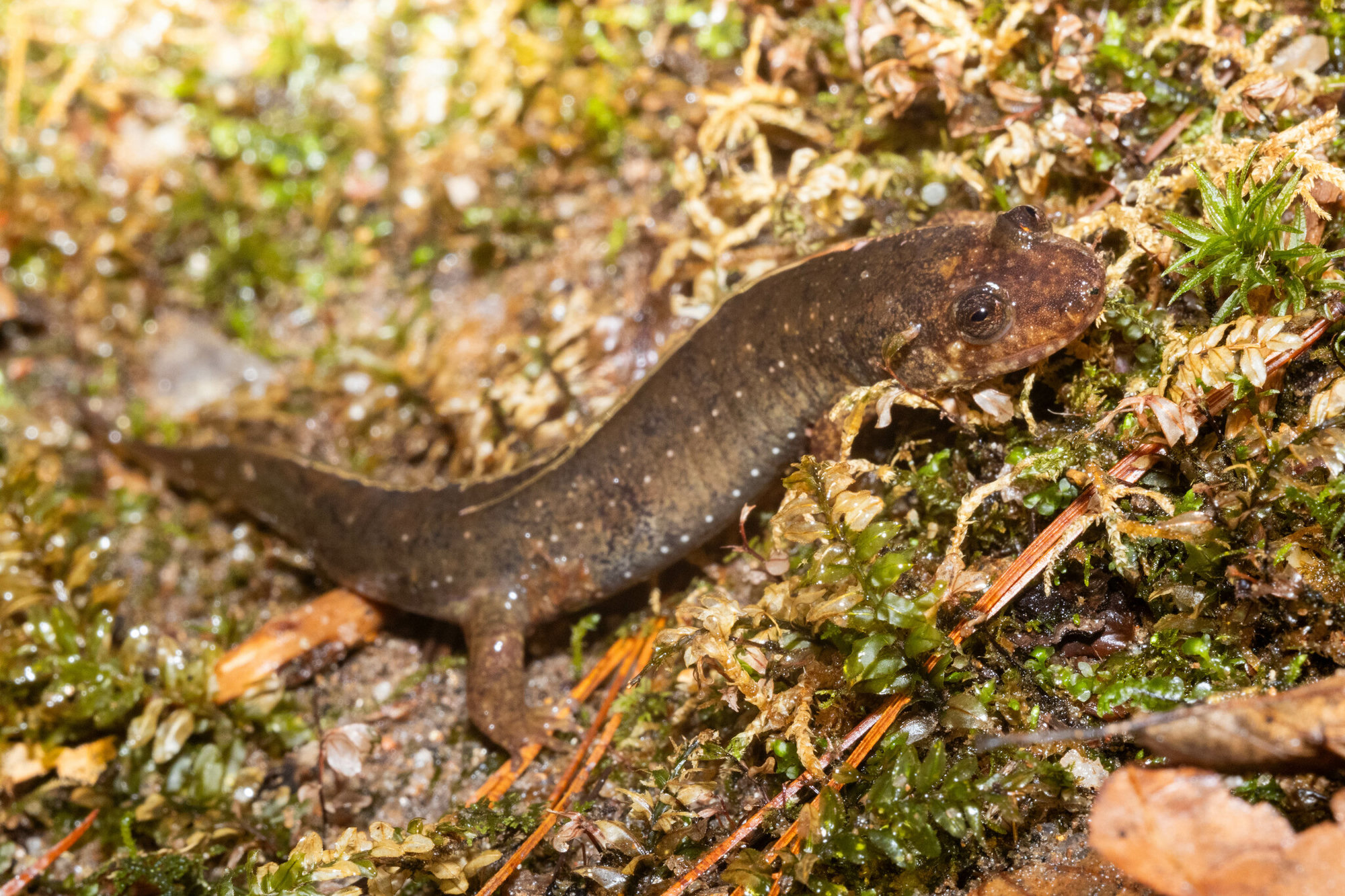 A dwarf black-bellied salamander on wet moss beside a Georgia mountain stream, olive-brown with faint pale spots.