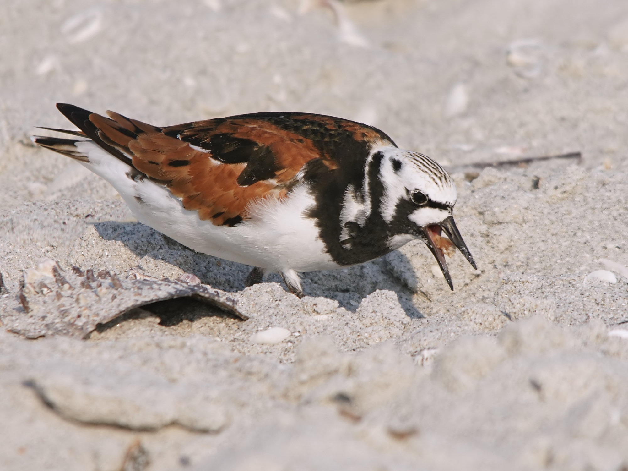 A ruddy turnstone in bold breeding plumage digging in sand, its black-and-white face and chestnut back vivid.