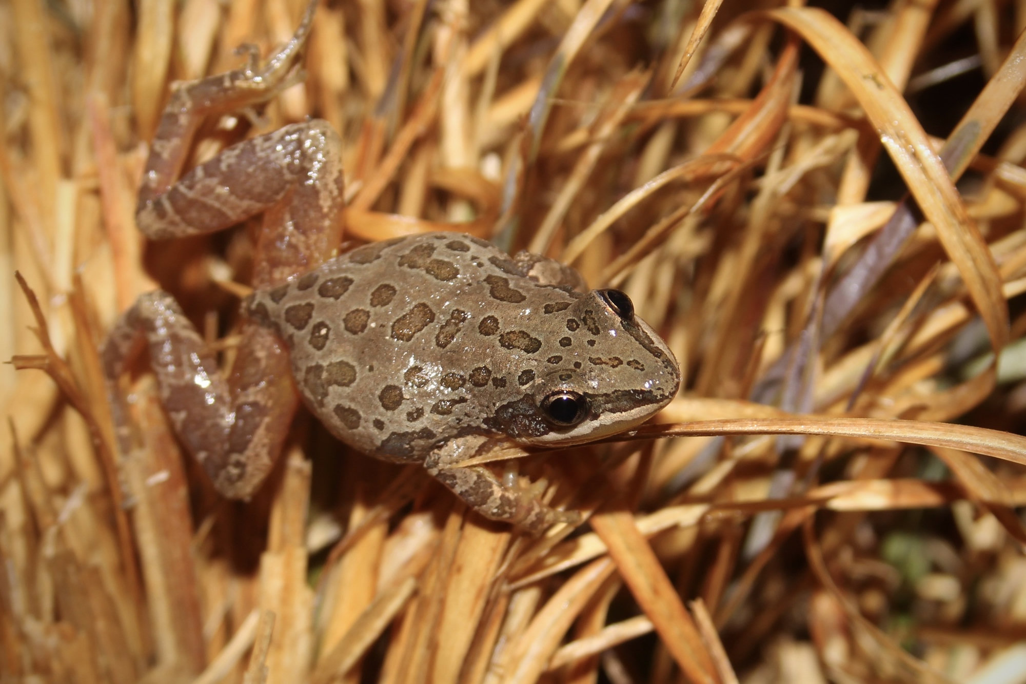 A southern chorus frog clinging to dry grass stems, pale brown with rows of dark, rounded spots and a dark stripe through the eye.