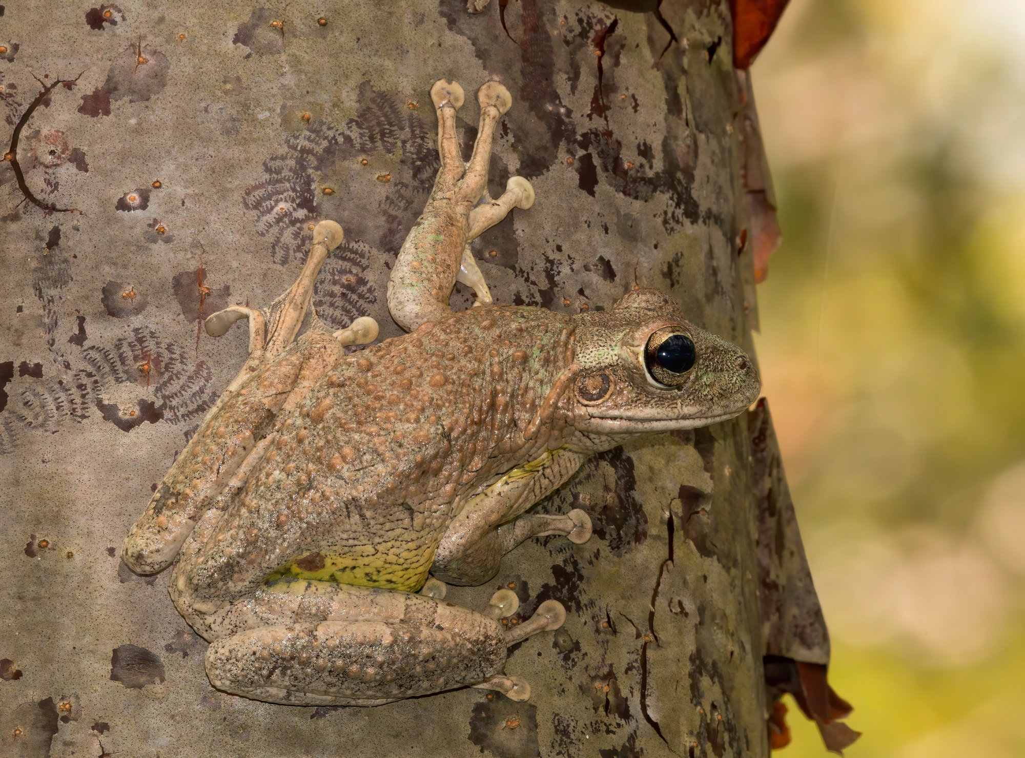 A Cuban treefrog clinging to a tree trunk, warty and grey-brown, its large toe pads spread against the bark.