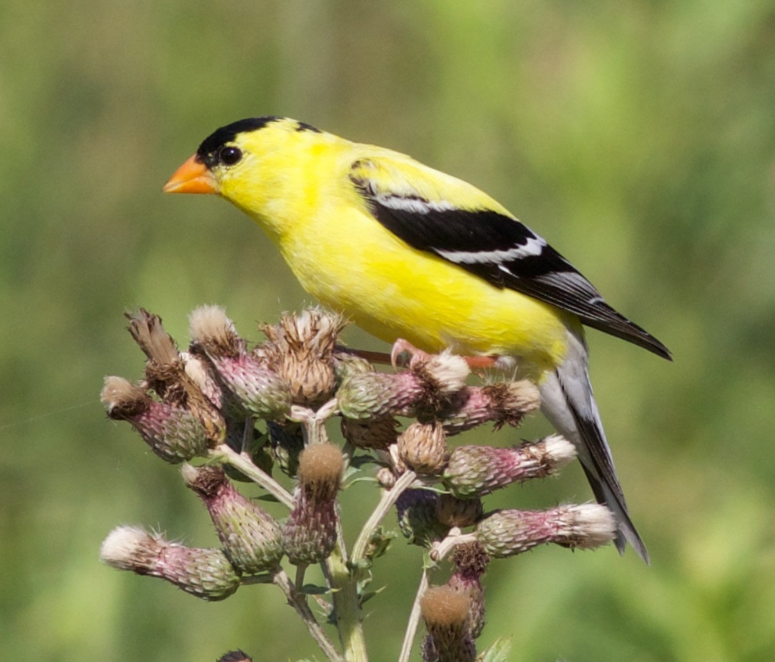 A male American goldfinch in summer plumage perched on a thistle, bright lemon yellow with a black forehead, black wings with white bars and a pink-orange bill.