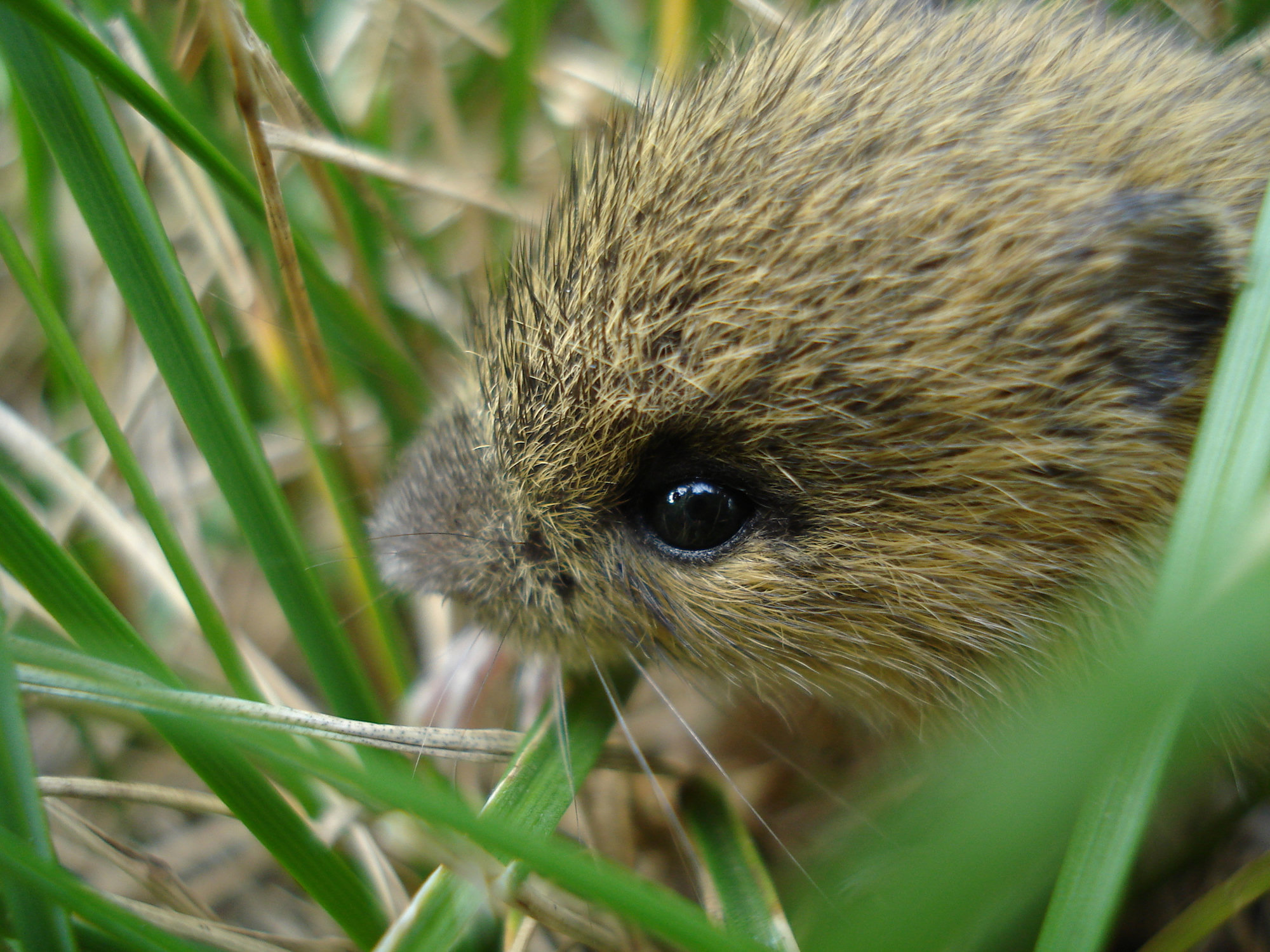 A close view of a meadow jumping mouse in grass, its large dark eye and yellow-brown fur sharp.