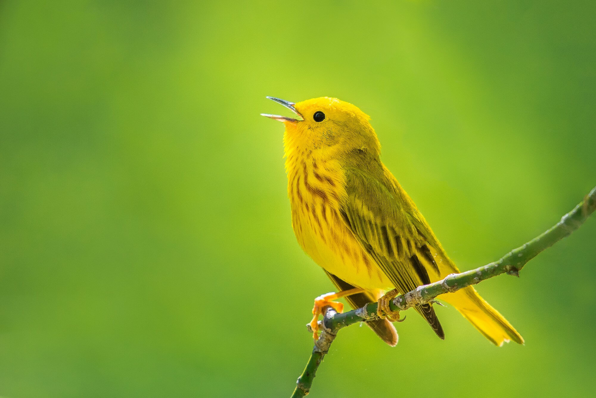 A male yellow warbler singing from a slender twig, bright golden yellow all over with fine chestnut-red streaks on its breast and a black eye in a plain yellow face.