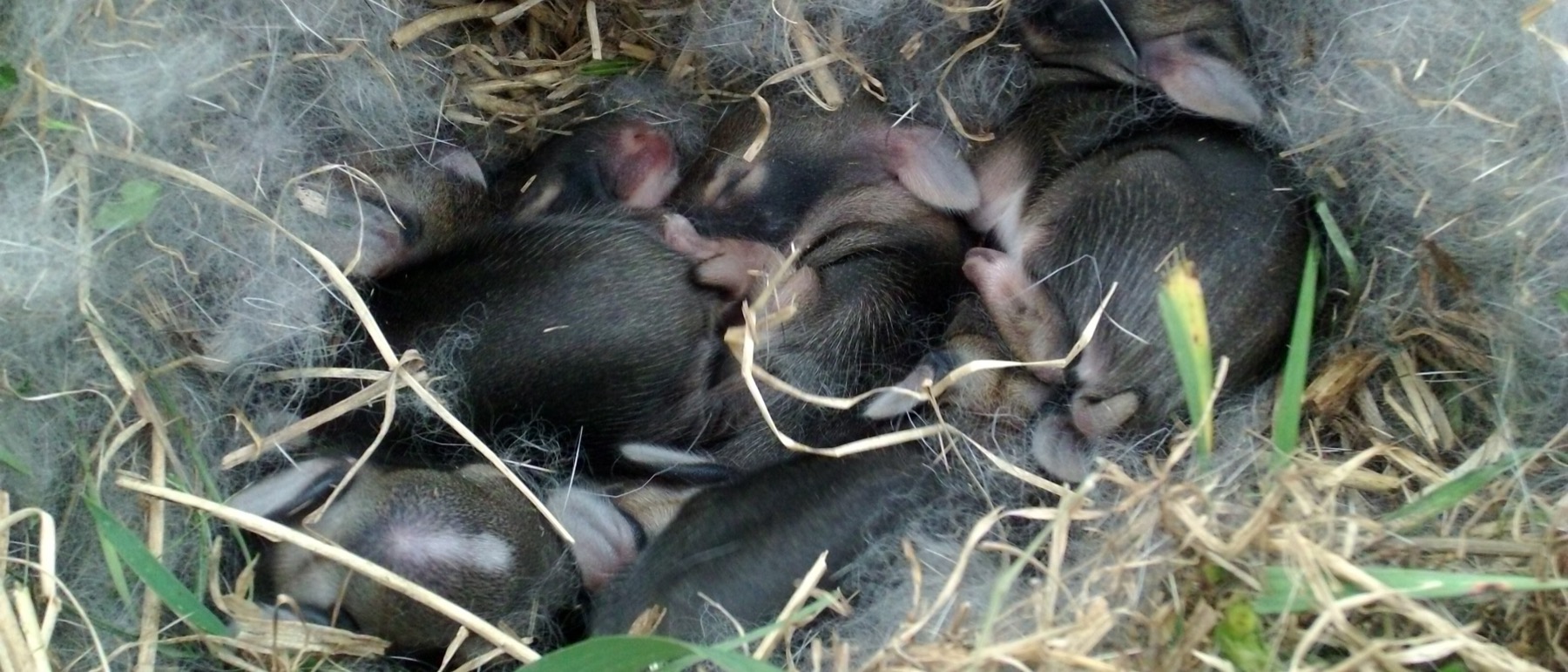 An opened cottontail nest in grass: five young rabbits curled tightly together on a bed of dry grass and pale belly fur, eyes closed, ears flat.