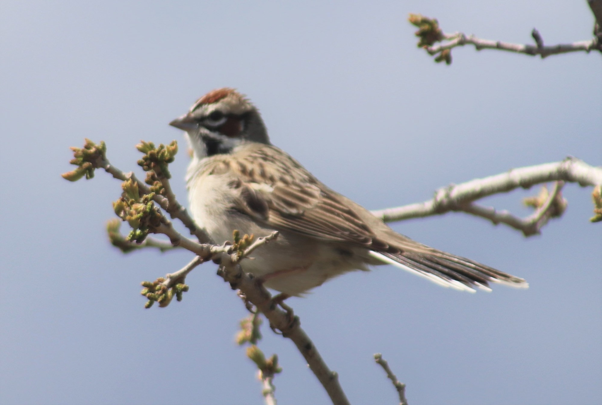 A lark sparrow perched on a budding branch, with a bold chestnut, black and white striped face, a single dark spot on its plain white breast and a long, white-cornered tail.