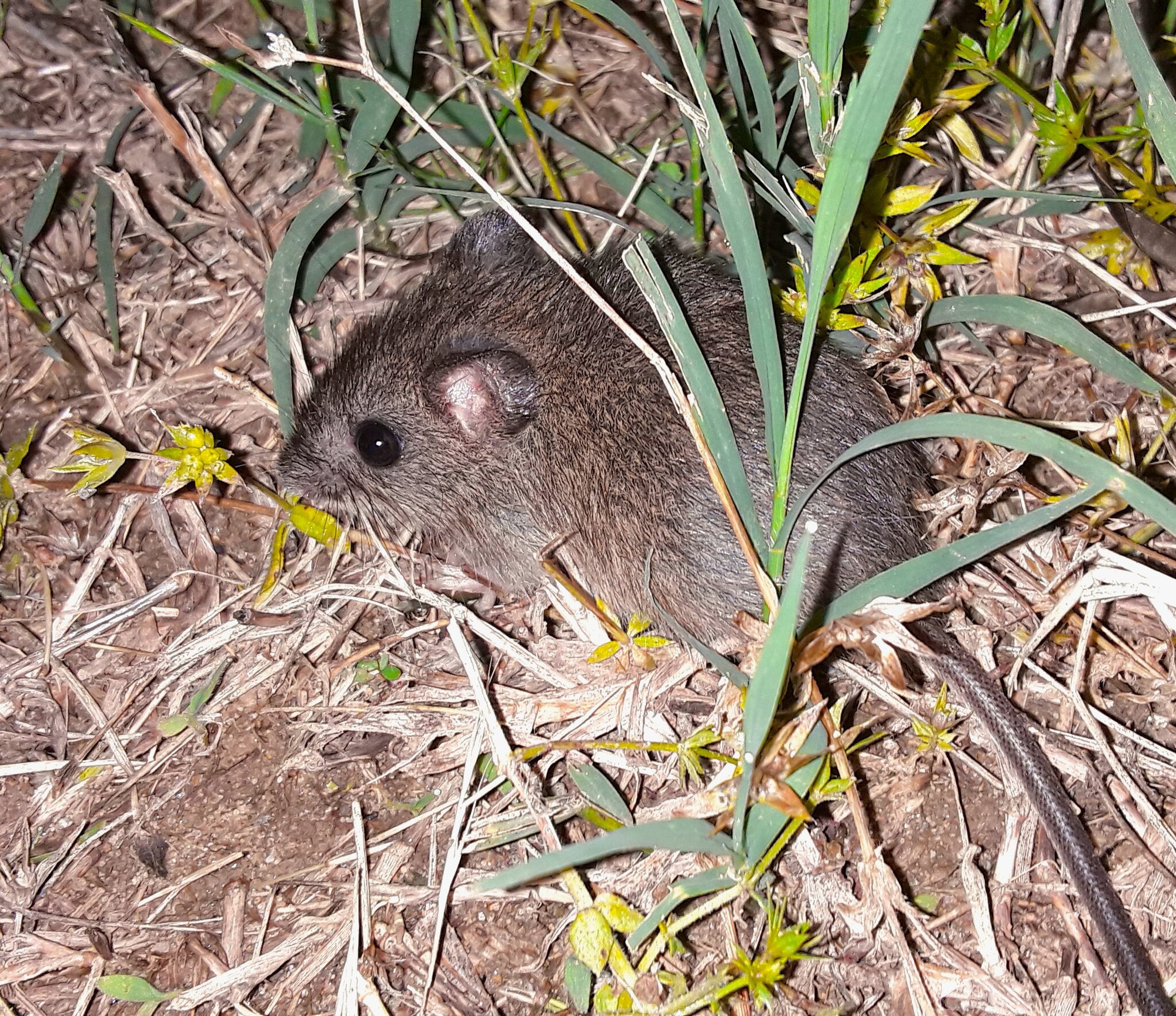An eastern harvest mouse among grass stems and dry leaves, its small rounded ear and dark eye showing.