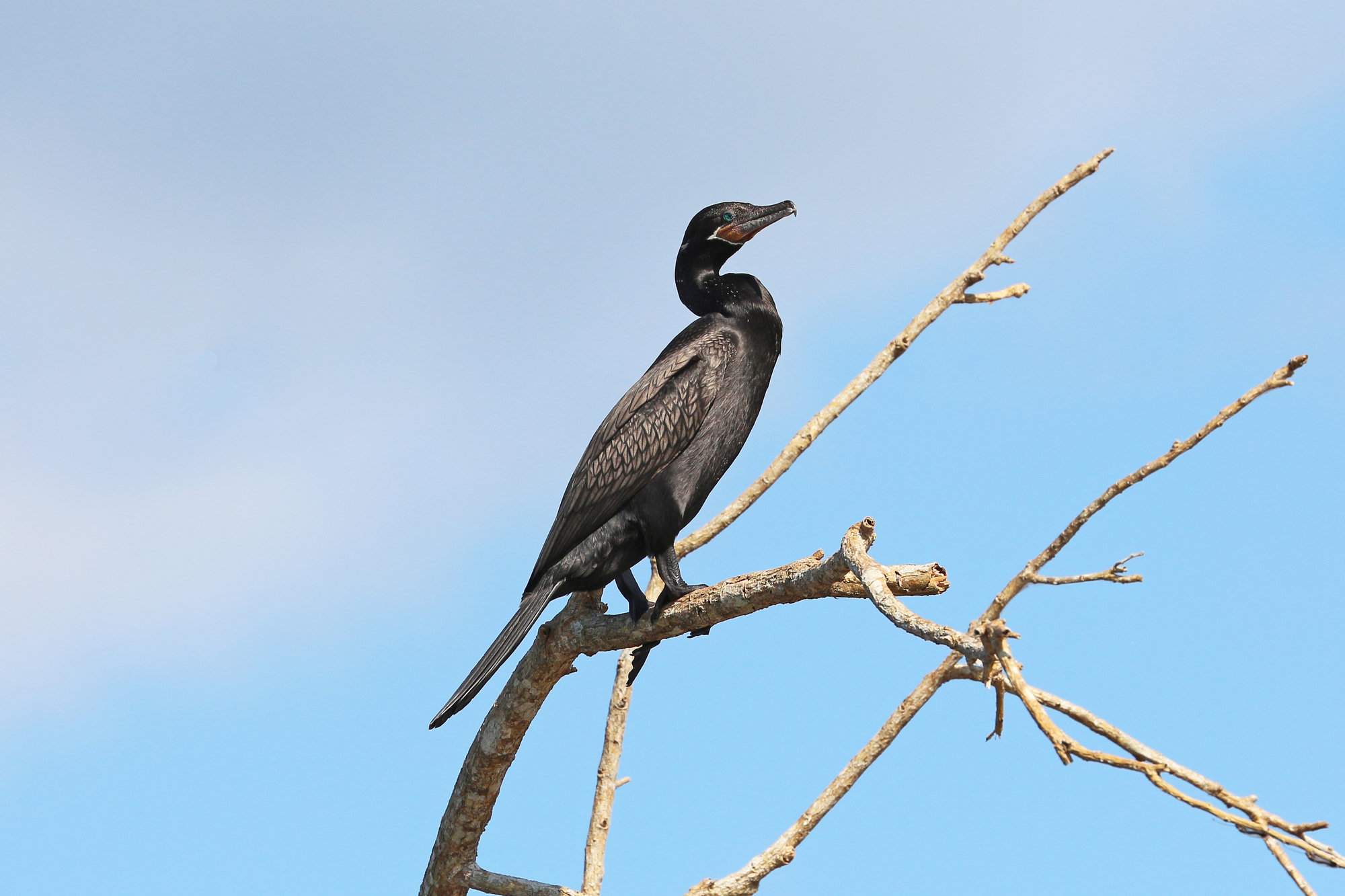 A neotropic cormorant perched on a bare branch against a blue sky, slim and black with a long tail and a thin hooked bill.