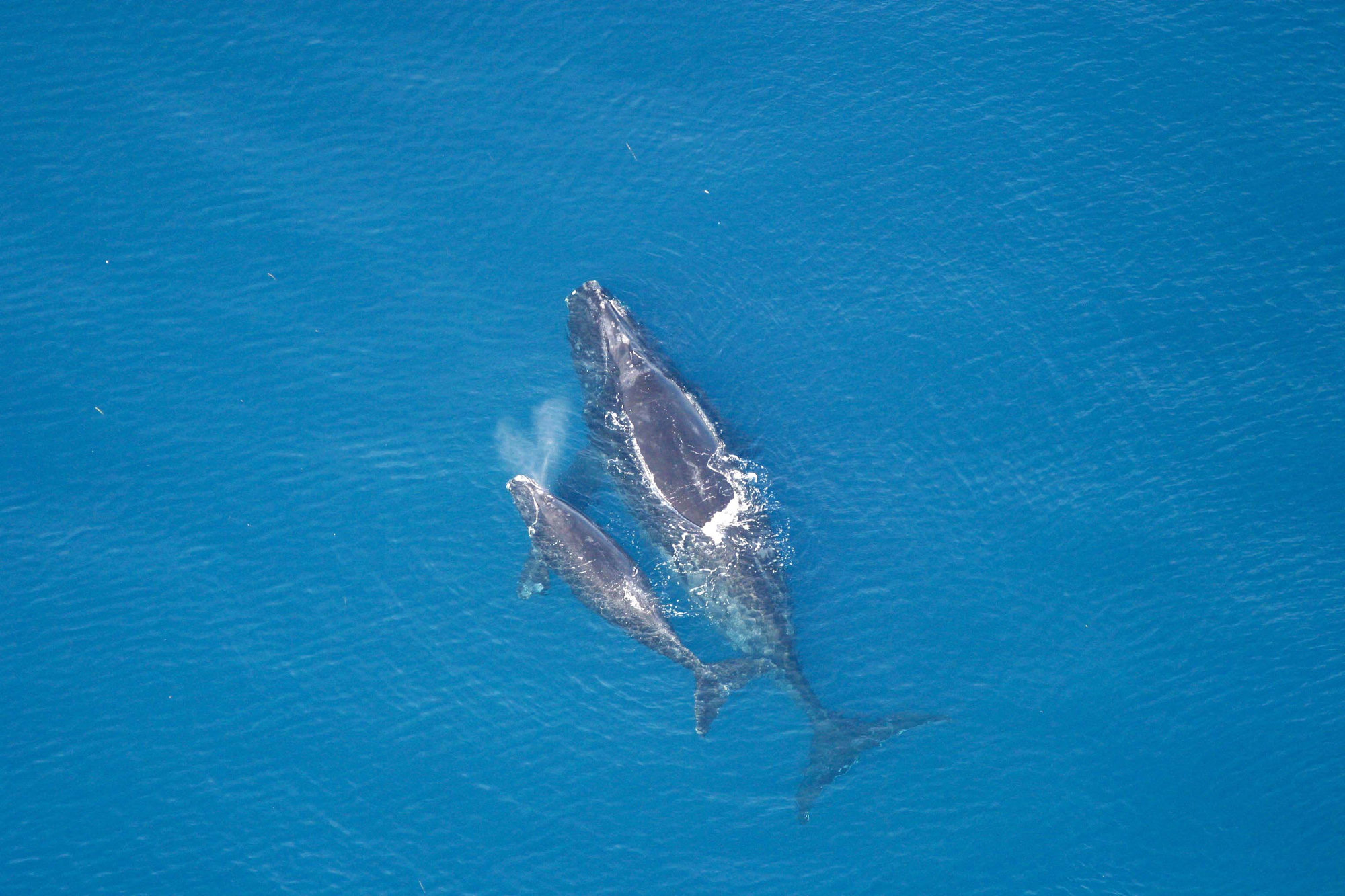An aerial view of a North Atlantic right whale mother and calf side by side at the surface of blue ocean water.