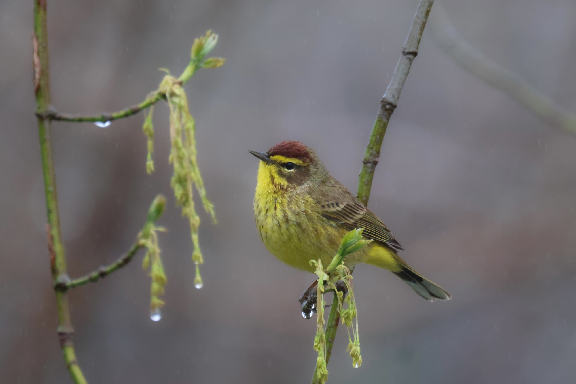 A palm warbler perched on a budding twig, with a rusty cap, a yellow eyebrow and throat and faint rusty streaks on its yellow breast.
