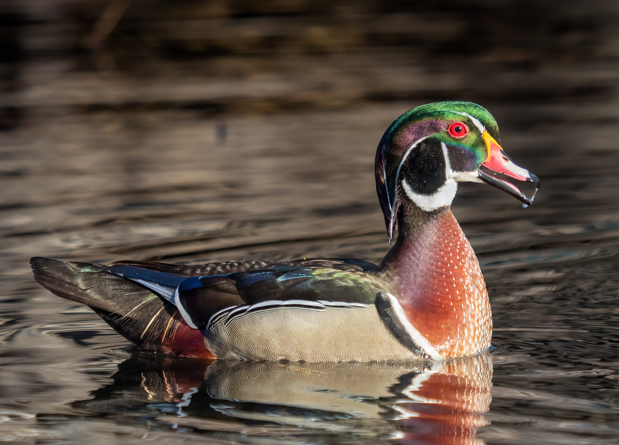A male wood duck swimming on dark water, his green crested head, red eye and chestnut breast gleaming.