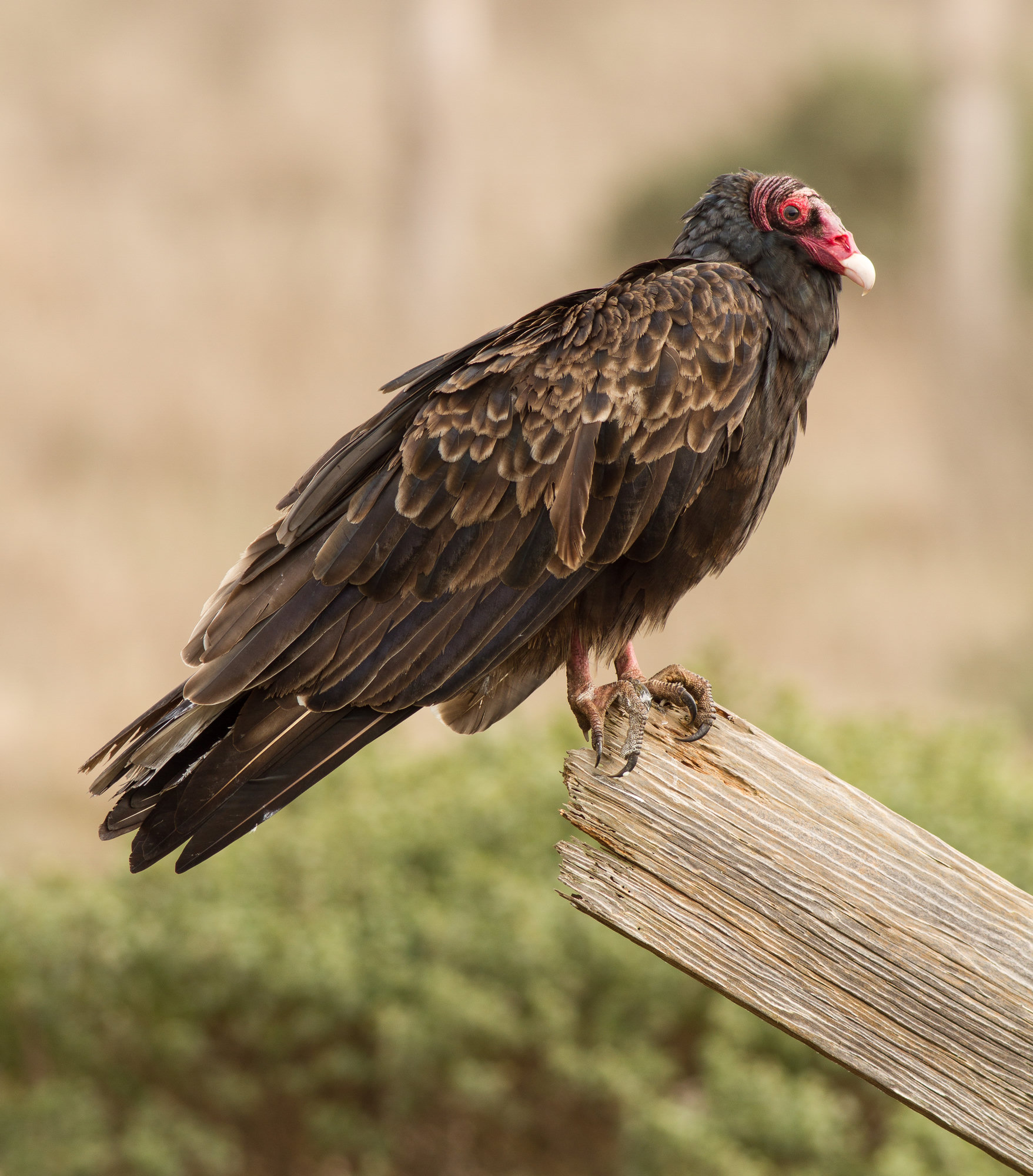 A turkey vulture perched on a weathered post, dark brown with a bare red head, an ivory bill and silvery-brown feather edging on its wings.