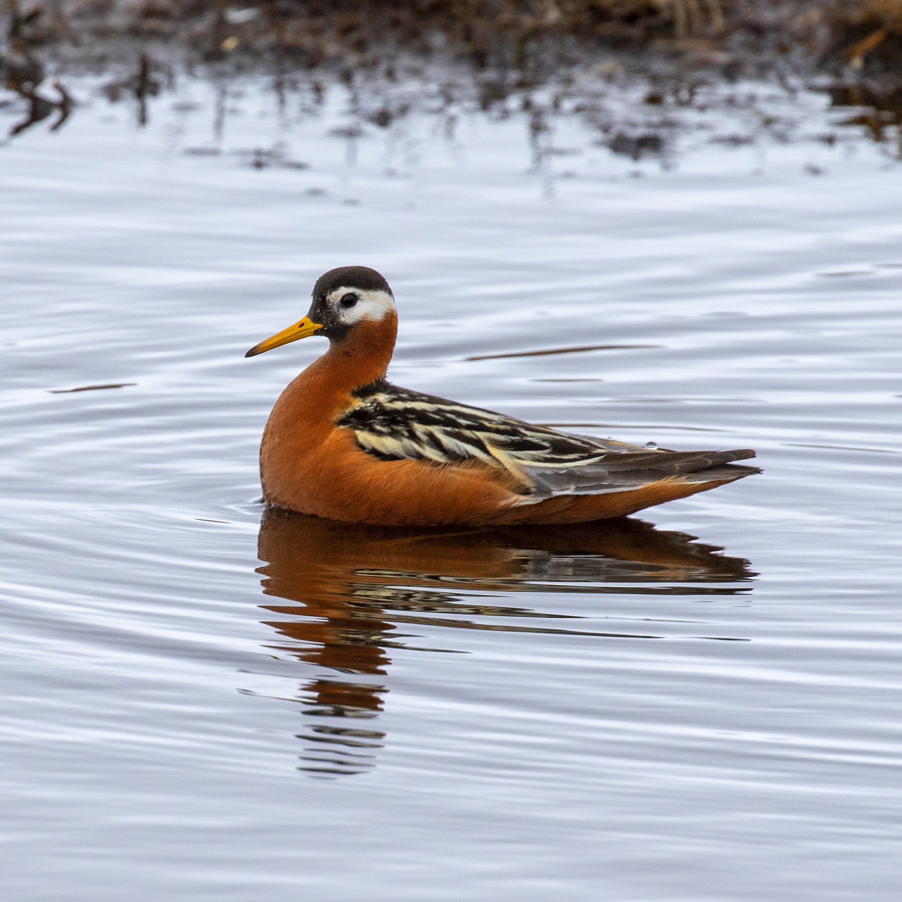 A female red phalarope in brick-red breeding plumage swimming on calm water, her white face and yellow bill bright.