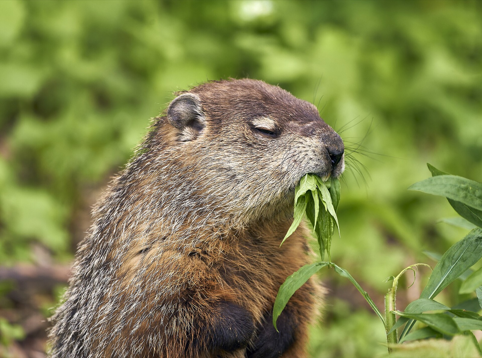 A groundhog with a mouthful of green leaves and its eyes half closed.