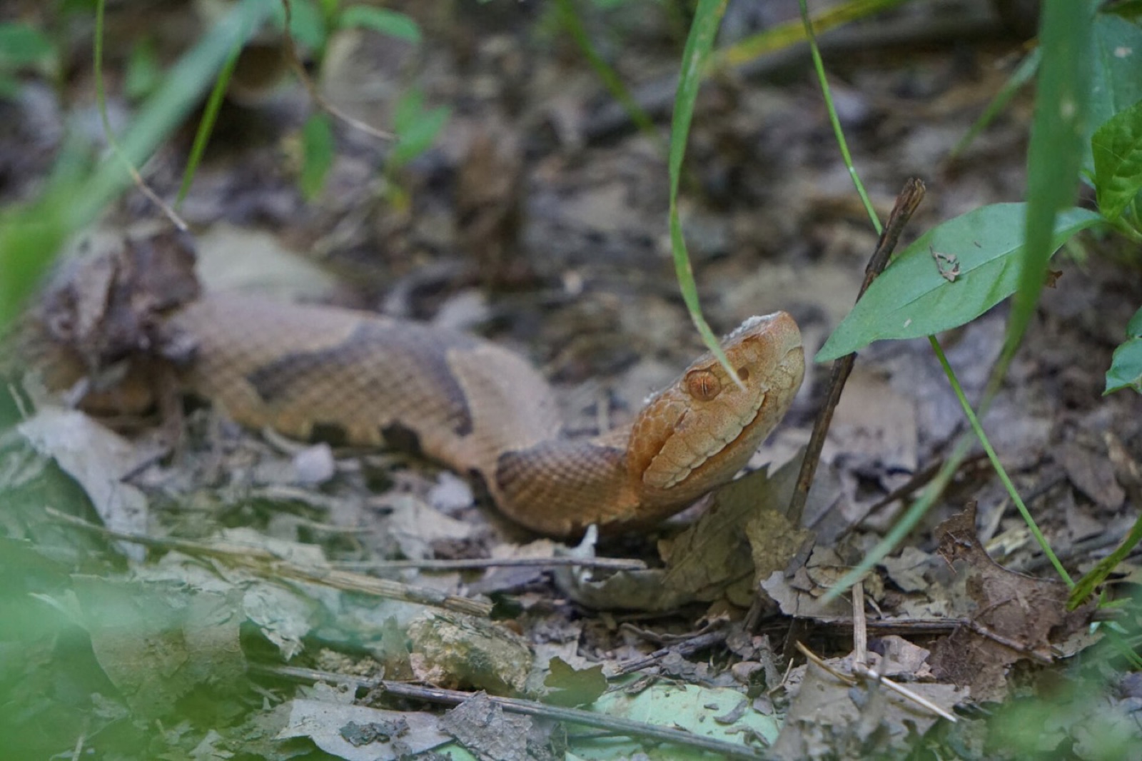 A copperhead partly hidden in leaf litter, its coppery bands blending into the fallen leaves.