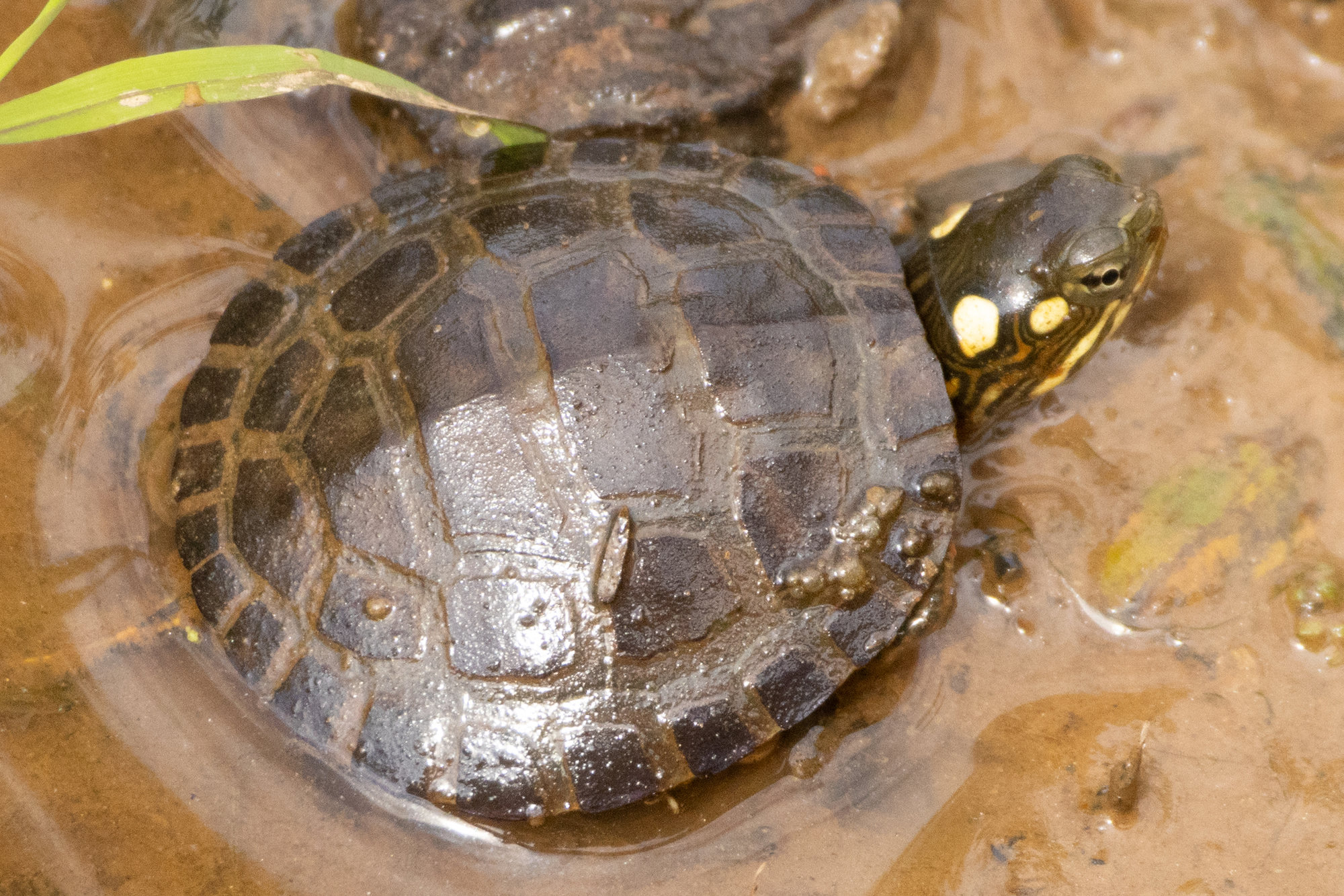 A painted turtle resting in shallow water, its smooth dark shell edged with pale seams and its head marked with yellow spots.