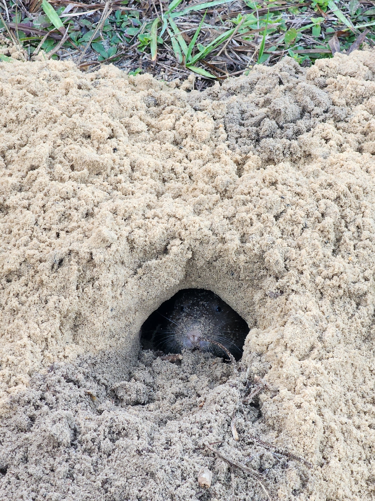 A southeastern pocket gopher's face at the entrance of its tunnel in a mound of fresh, pale sand.