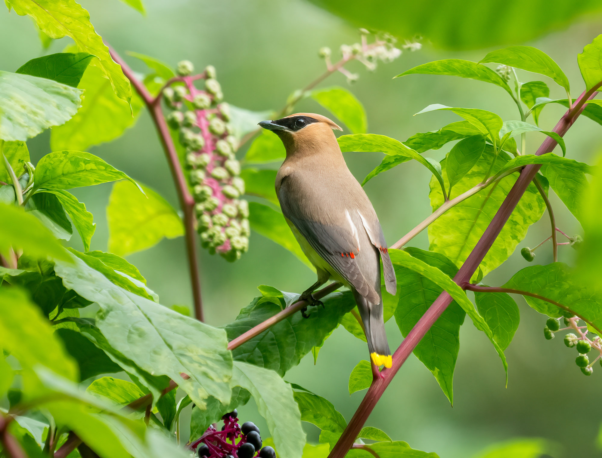 A cedar waxwing perched among pokeweed berries, sleek and silky brown with a crest, a black mask, a pale yellow belly and a yellow-tipped tail.