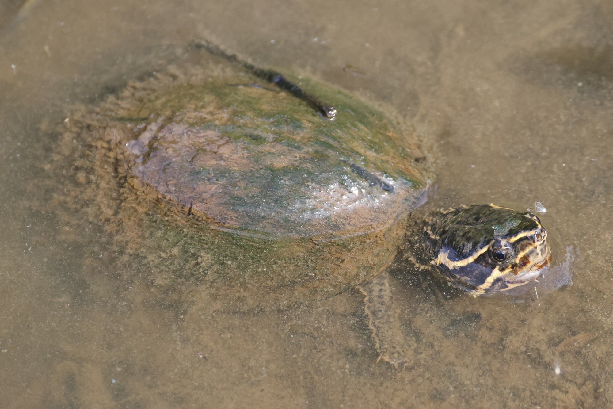 An eastern musk turtle resting in shallow, sandy water, the pale stripes on its dark head showing.