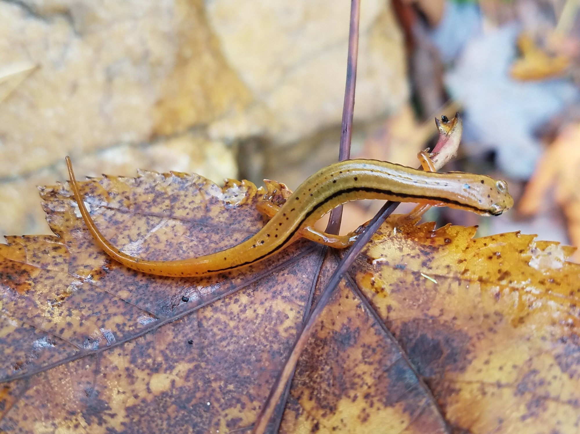 A Blue Ridge two-lined salamander on a fallen leaf in north Georgia, orange-yellow with a dark line down each side.