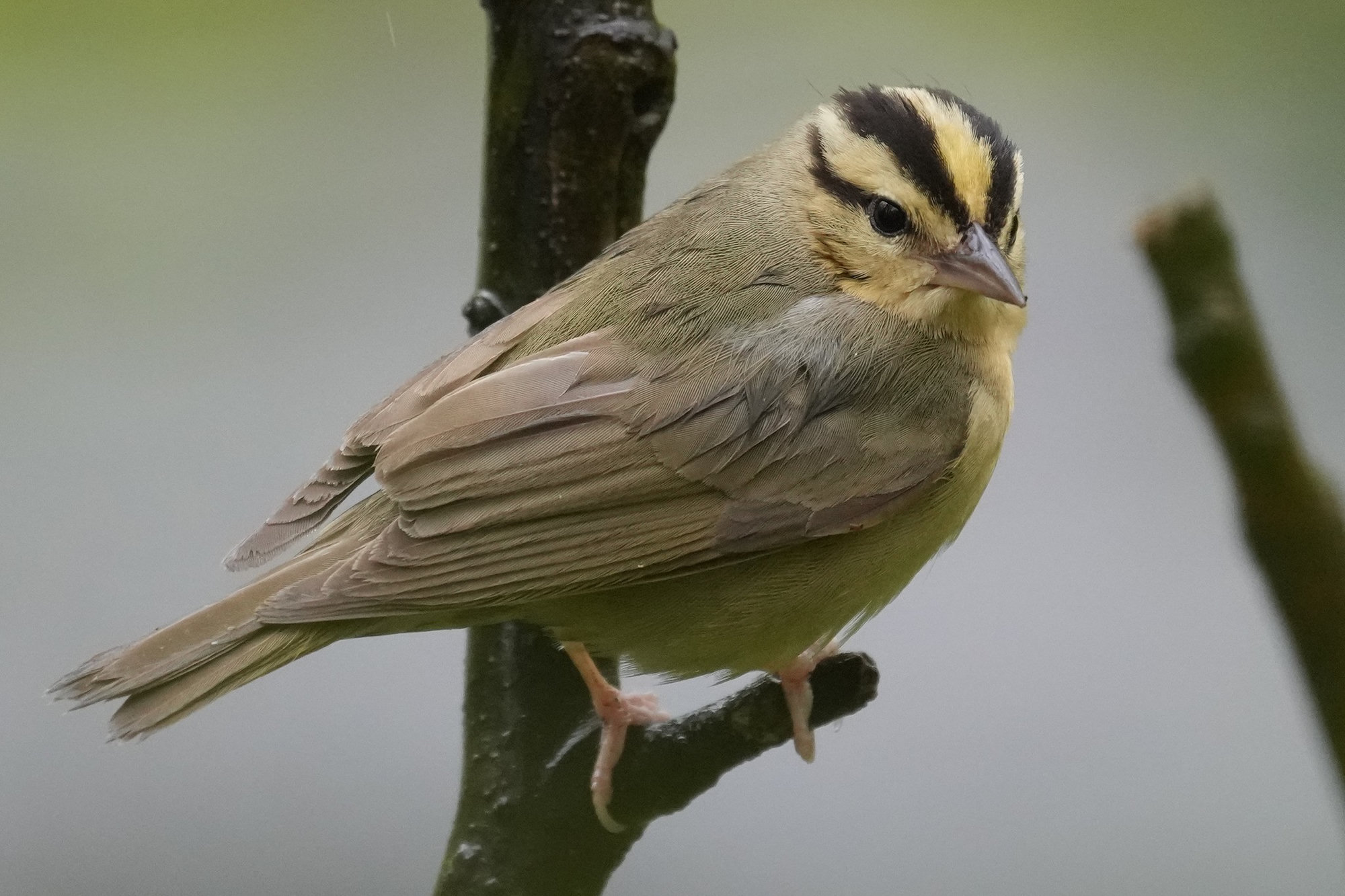 A worm-eating warbler perched on a twig, plain olive-brown above and buff below, with bold black stripes on its buff head.