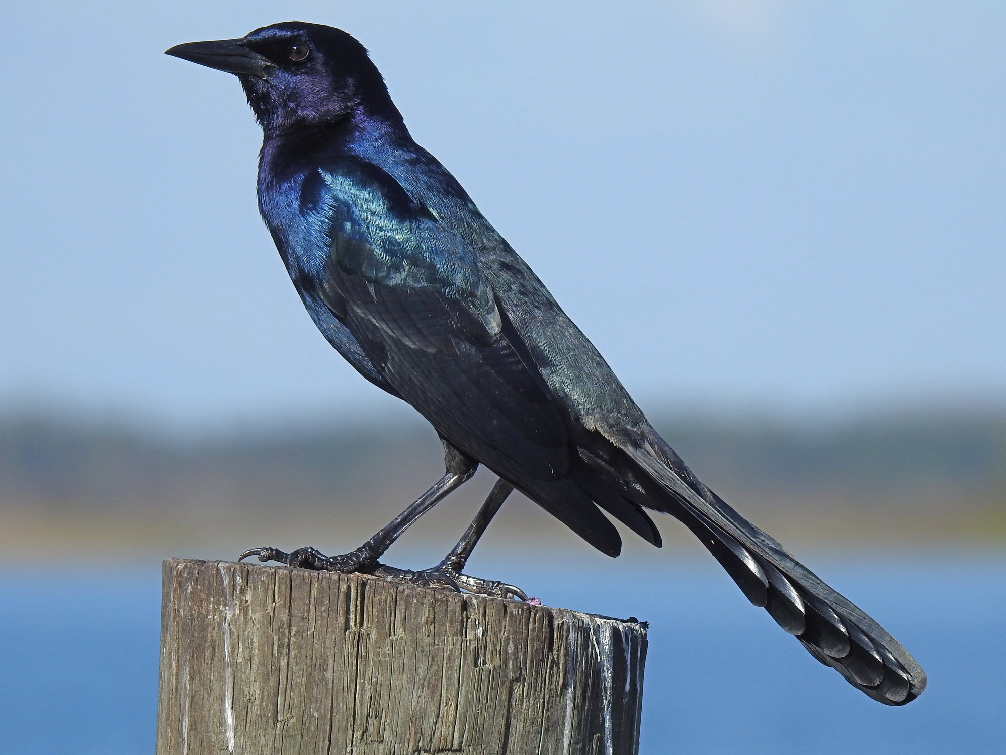 A male boat-tailed grackle perched on a wooden piling in Florida, glossy blue-black with a very long, keel-shaped tail.
