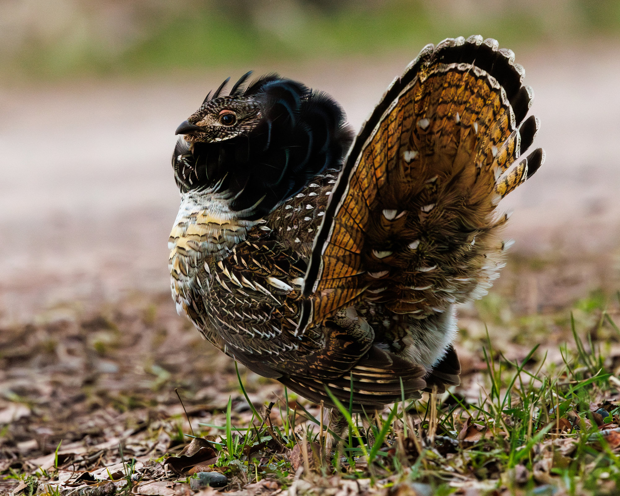 A male ruffed grouse displaying on the forest floor, his banded tail fanned wide and the black ruff on his neck raised.