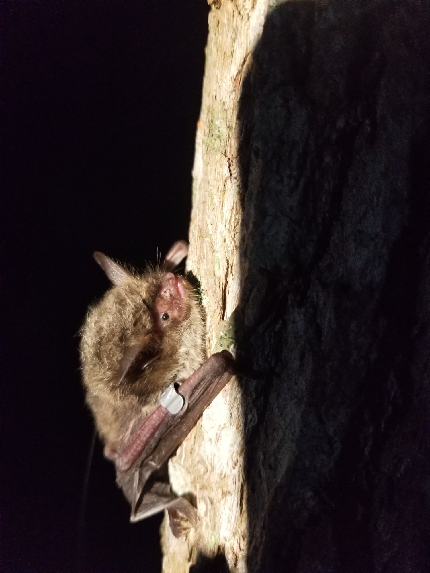 A northern long-eared bat clinging to tree bark at night, its long ears raised and a small band on its forearm.