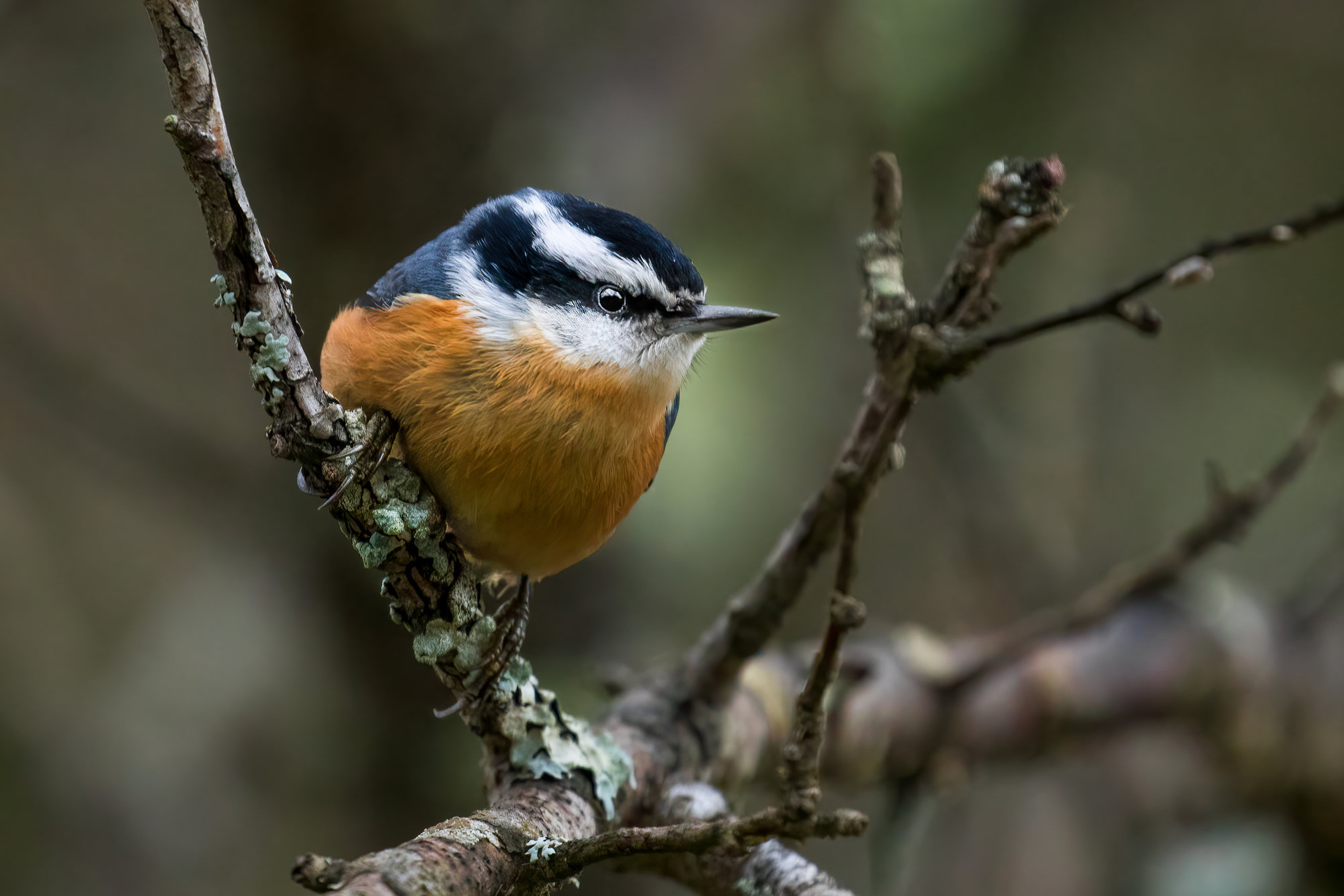 A red-breasted nuthatch perched on a mossy branch, blue-grey above with rich rusty-orange underparts, a black cap and a black stripe through the eye beneath a white eyebrow.