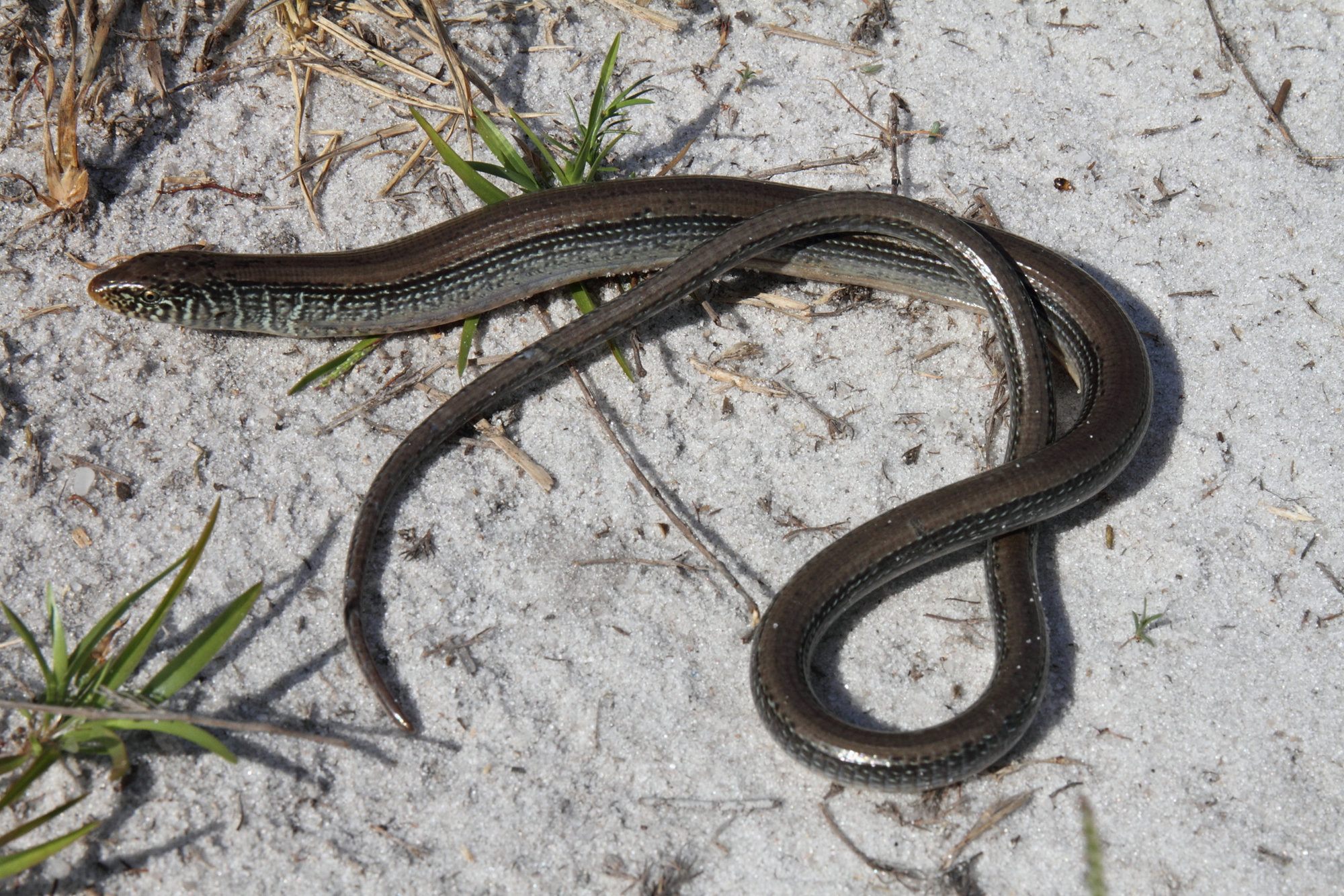 An eastern glass lizard stretched across pale sand, legless and snake-like, with fine dark lines along its body.