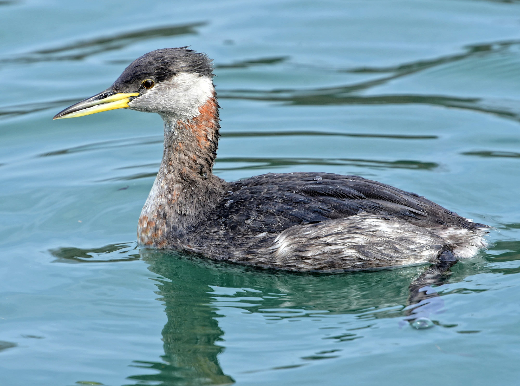 A red-necked grebe swimming on blue-green water, its rusty neck, white cheek and yellow-based bill in profile.