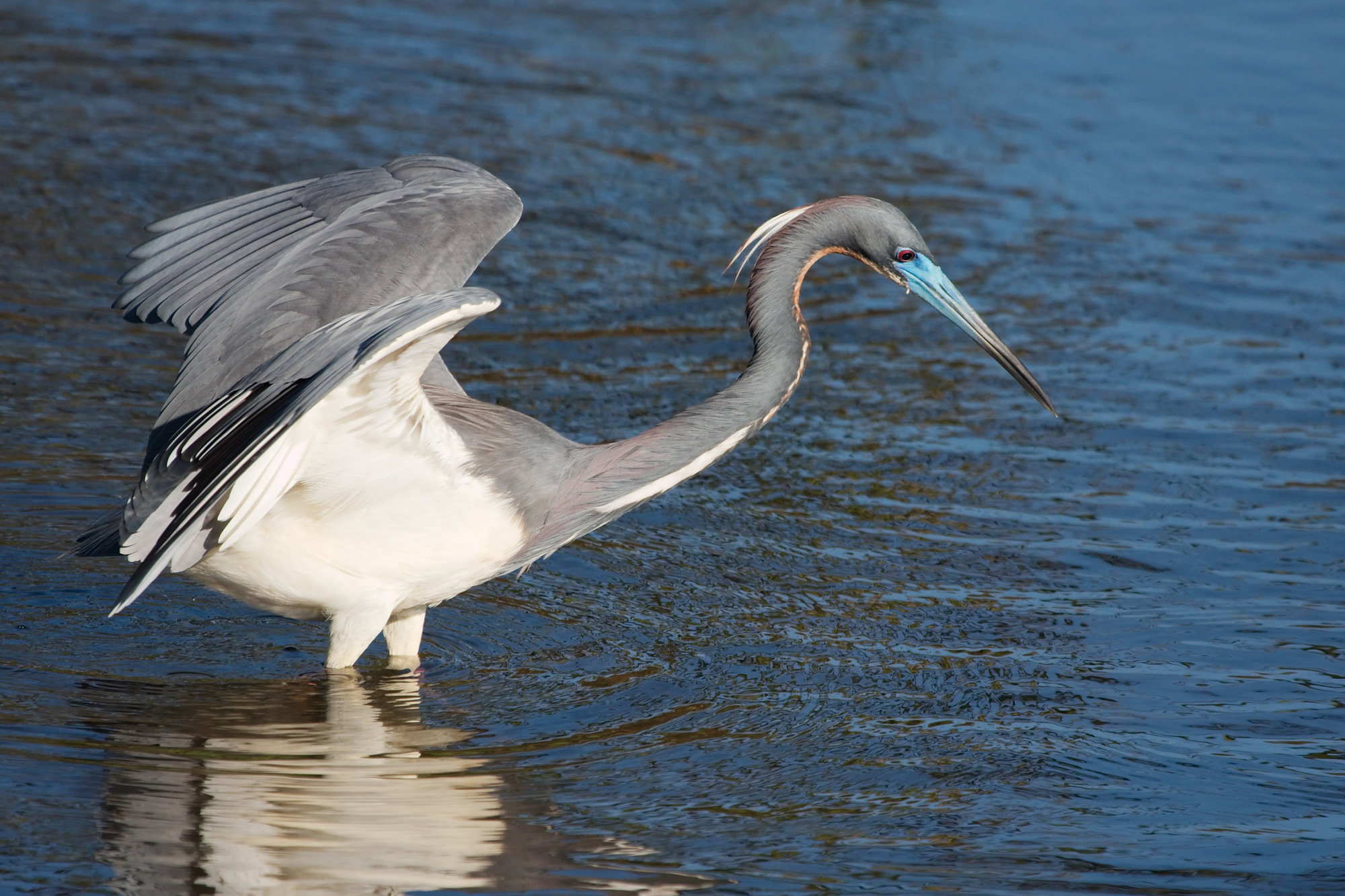 A tricolored heron wading in blue water with its wings half raised, slate-blue above with a clean white belly and a long, slender bill.