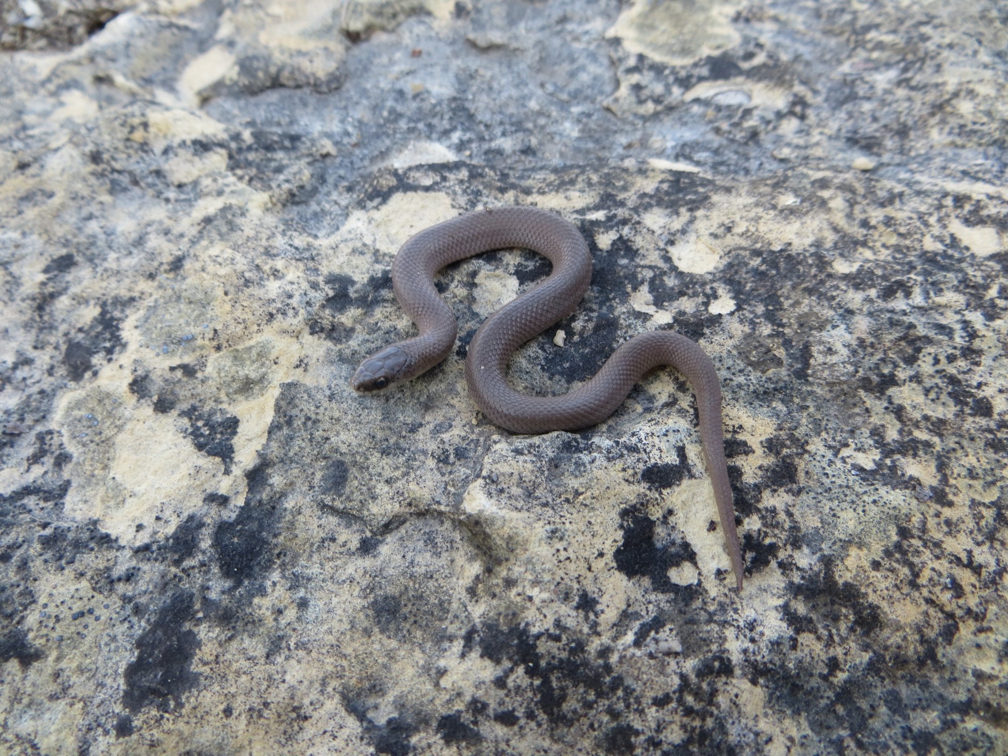 A smooth earthsnake, small and plain grey-brown, curled on a lichen-covered rock.