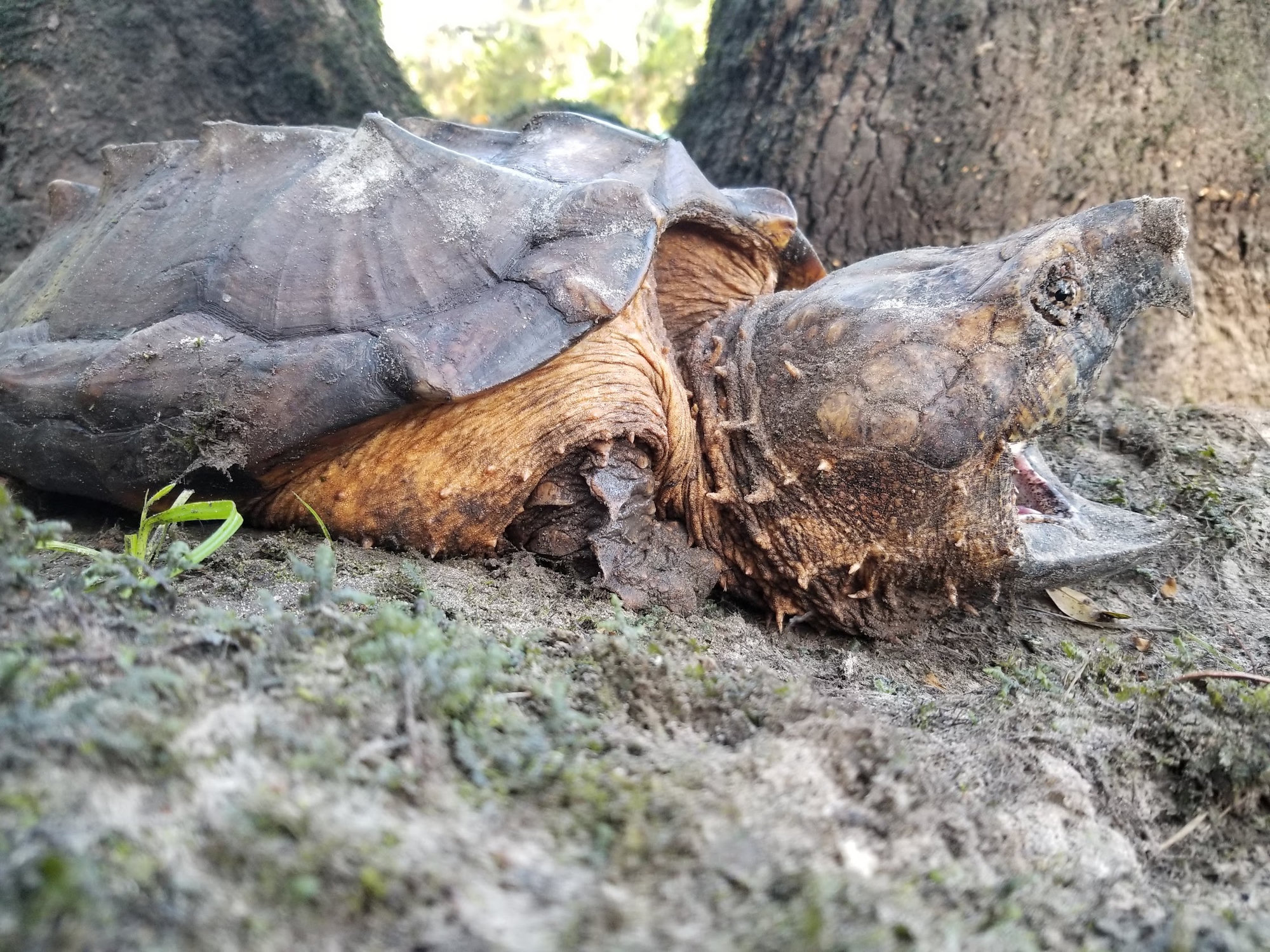 A Suwannee alligator snapping turtle on a muddy bank, its massive head, hooked jaw and ridged shell in close view.