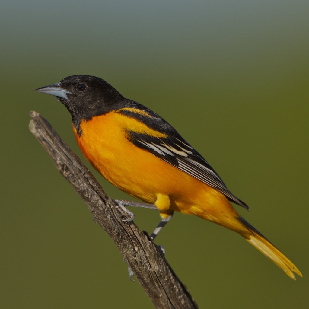 A male Baltimore oriole perched on a dead stub, bright flame-orange below with a black hood and back and a white bar on its black wings.