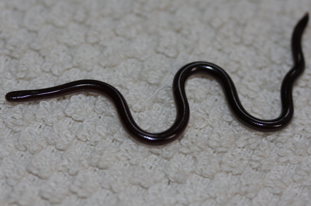 A Brahminy blindsnake crossing grey stone, tiny, glossy and dark brown, looking much like an earthworm.