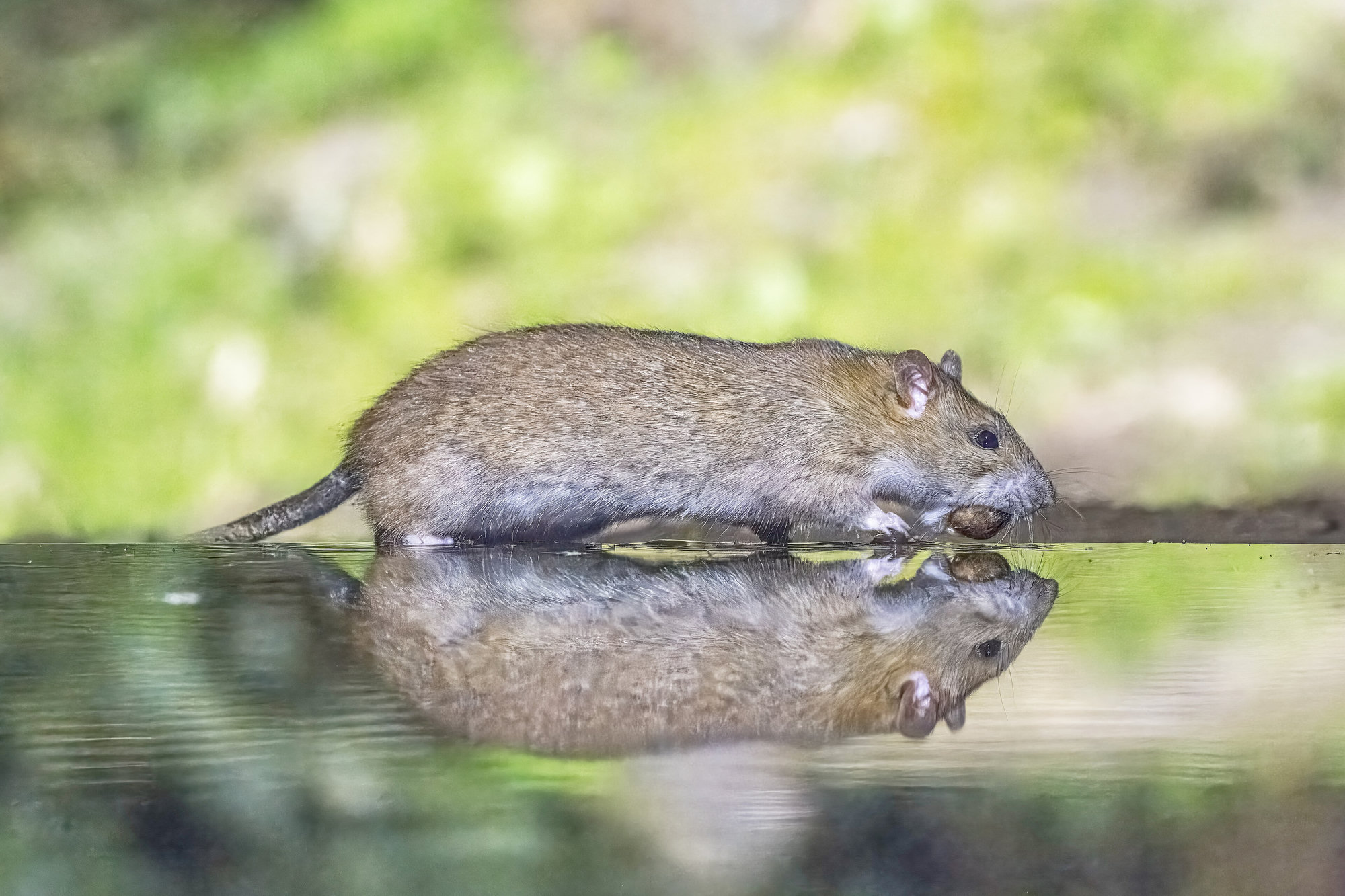 A Norway rat walking along the edge of still water, its reflection clear beneath it.