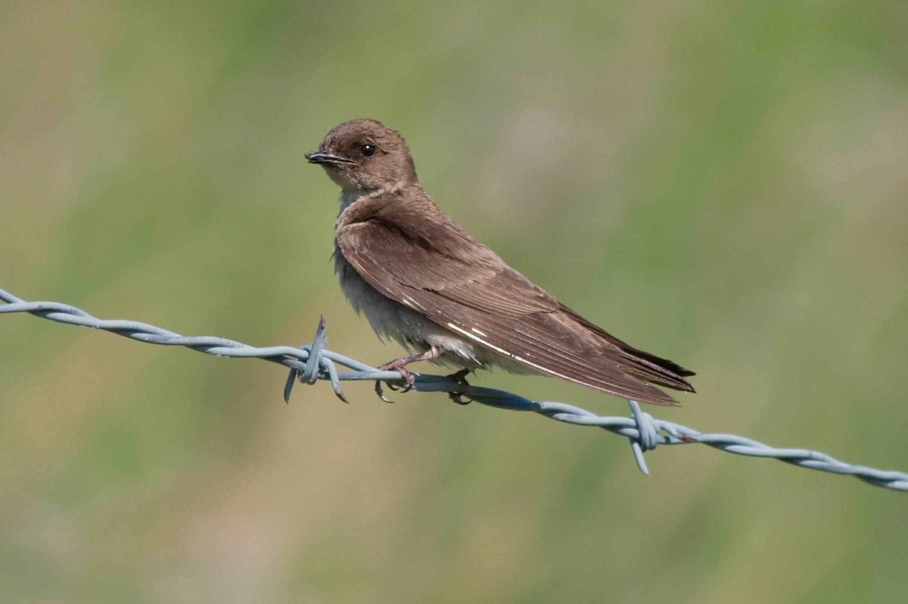 A northern rough-winged swallow perched on barbed wire, plain brown above with a dusky brown throat fading to a whitish belly.