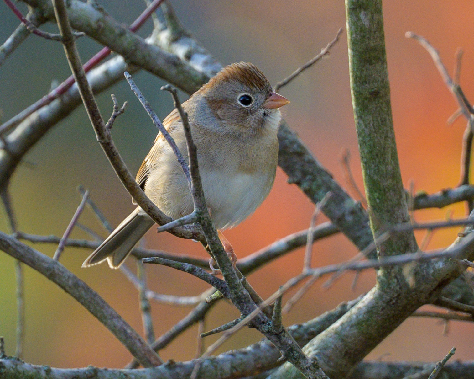 A field sparrow perched among bare branches, with a rusty crown, a plain grey face with a white eye-ring and a bright pink bill.