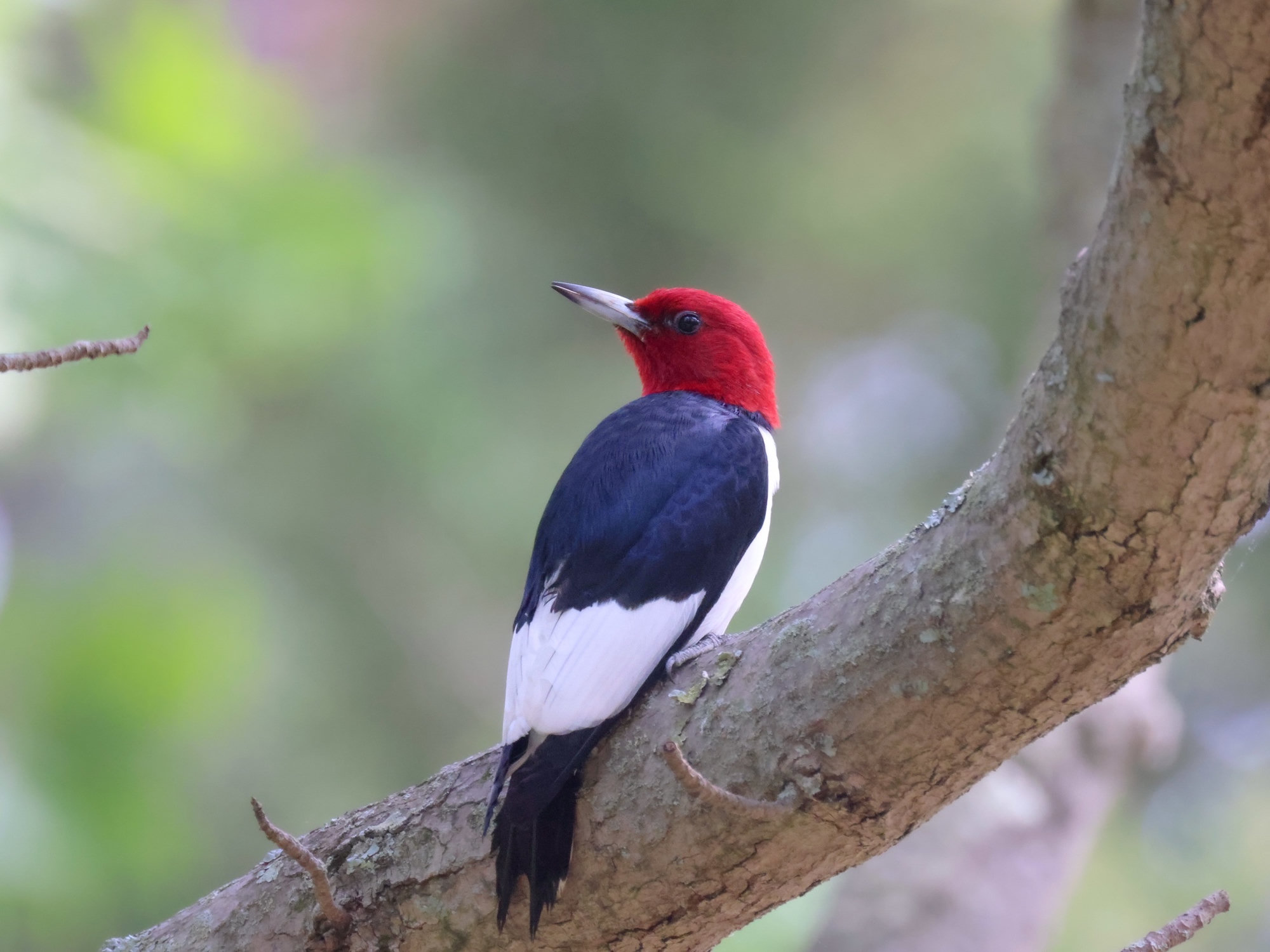 An adult red-headed woodpecker perched on a curved branch, with an all-red head, a white breast and a jet-black back and wings with large white patches.