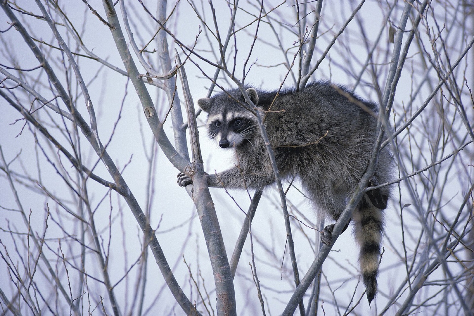 A raccoon climbing among bare branches against a pale daytime sky, gripping the limbs and alert.